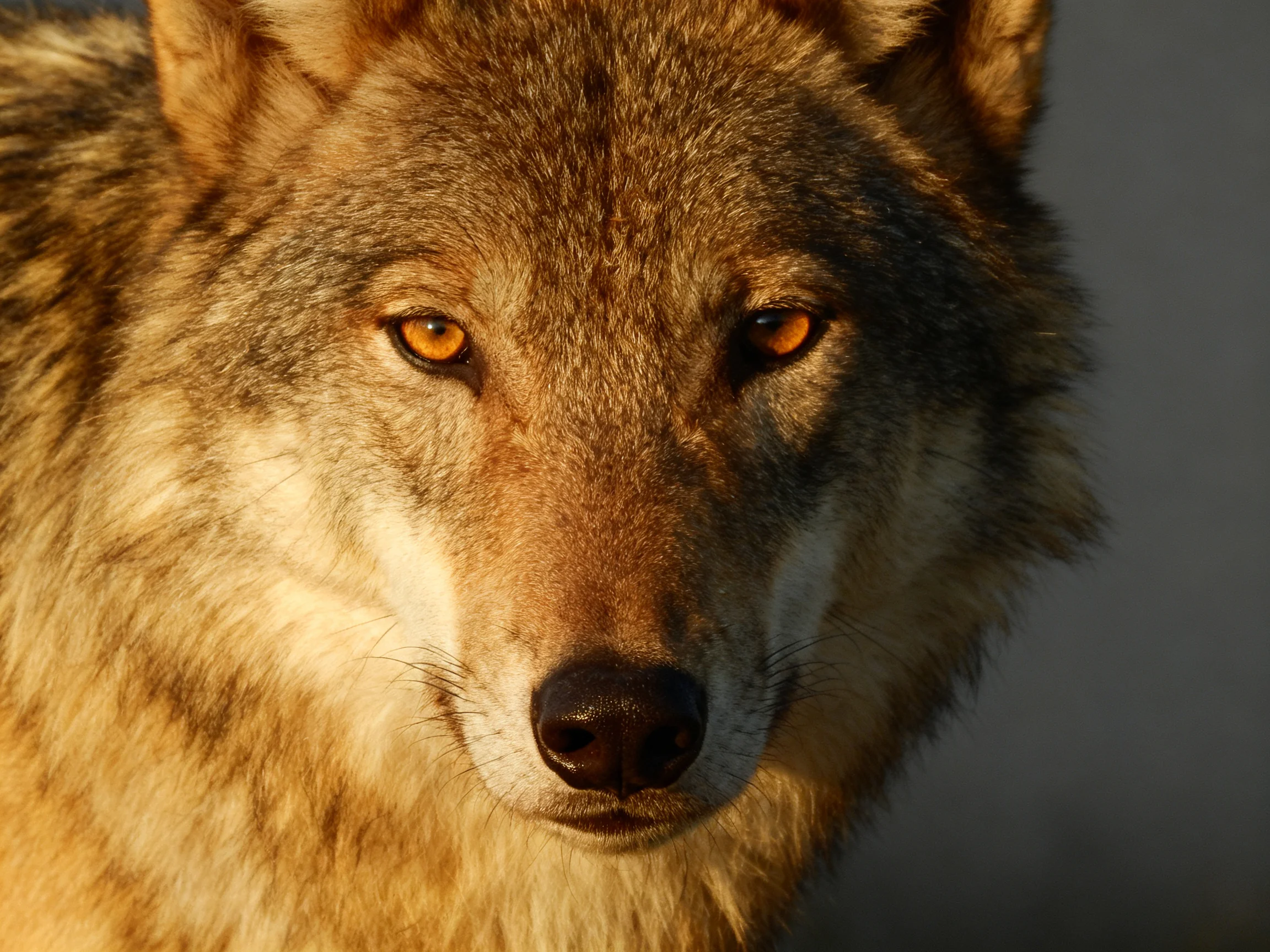 A wolf with golden eyes is captured in a detailed close - up.