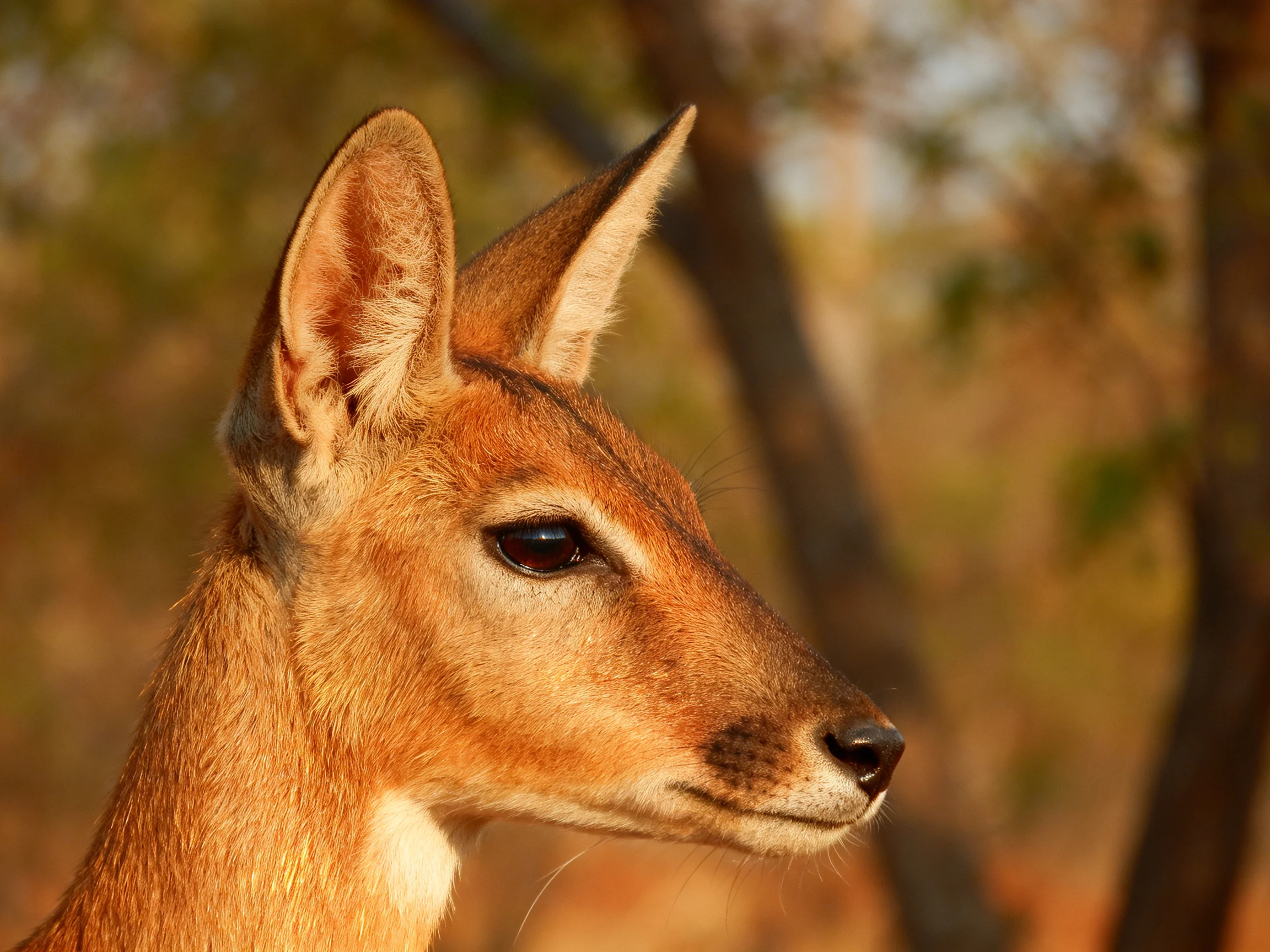 A close - up of a young antelope with large ears in a sunlit forest
