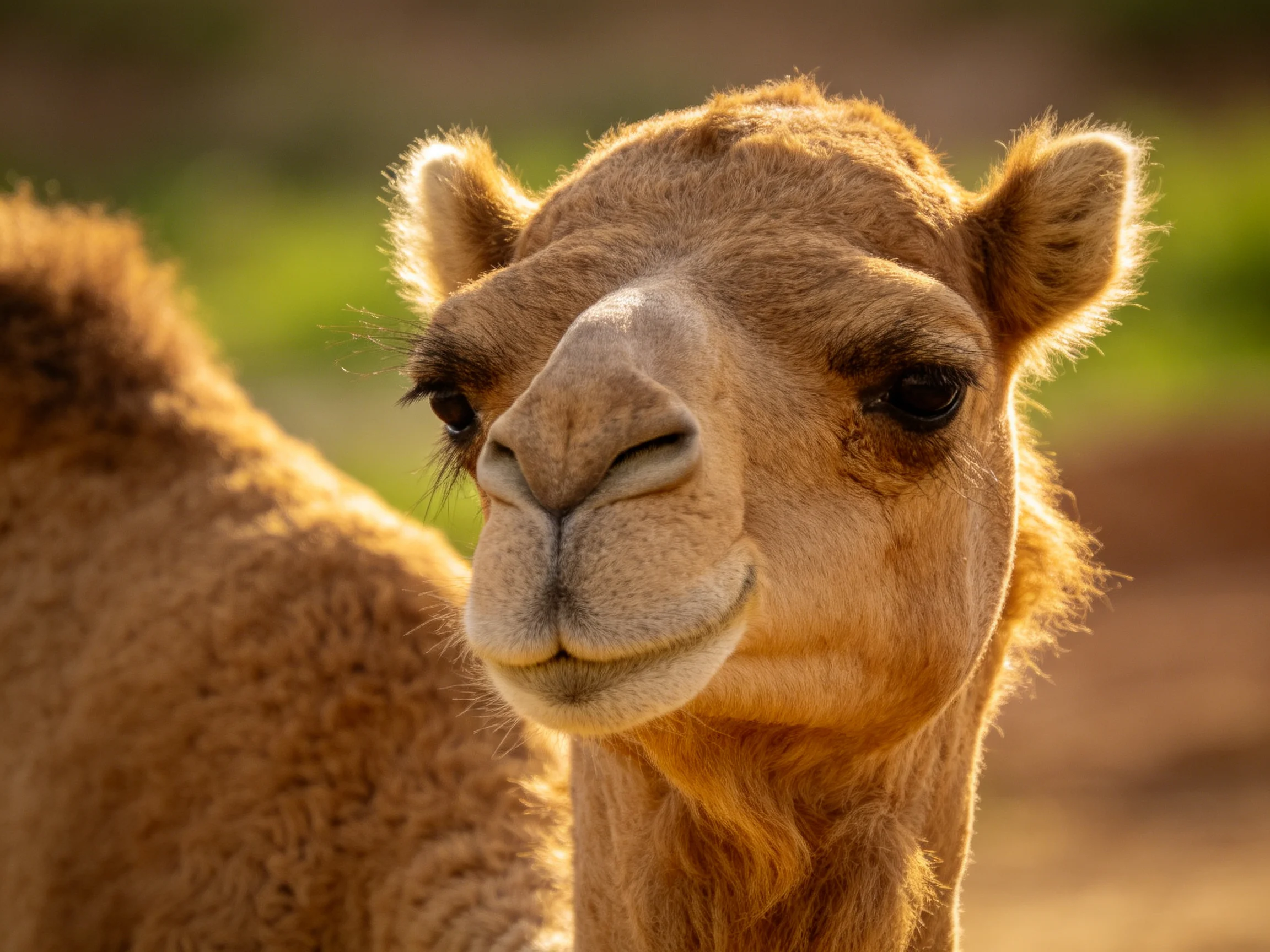A close-up of a young brown camel with soft fur in a sunlit outdoor setting