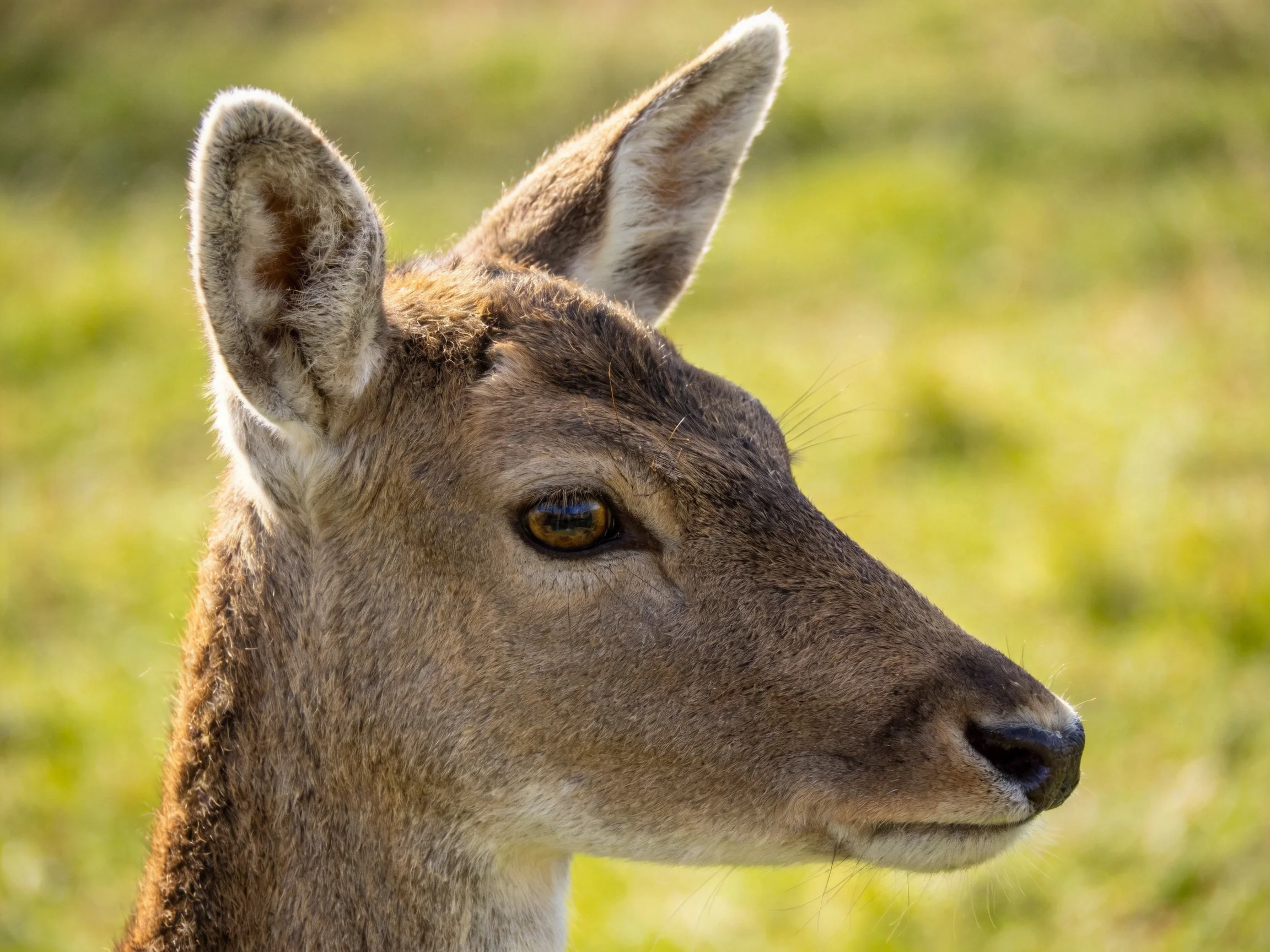 A close - up of a young deer with earthy brown fur against a green field