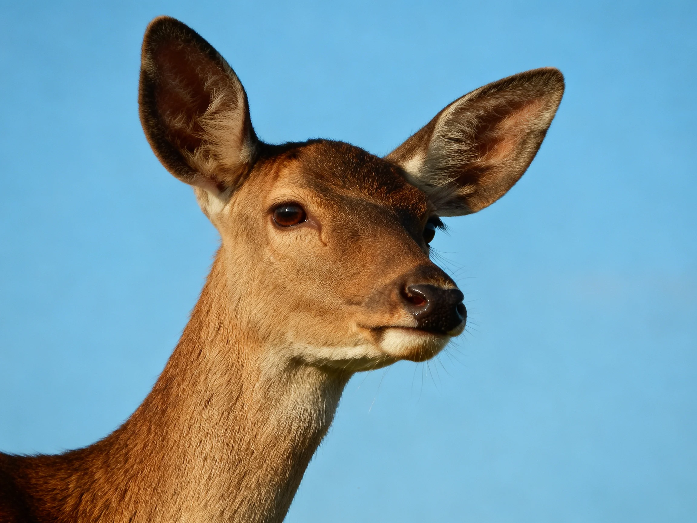 A young deer with brown fur and large ears stands near a clear blue sky.