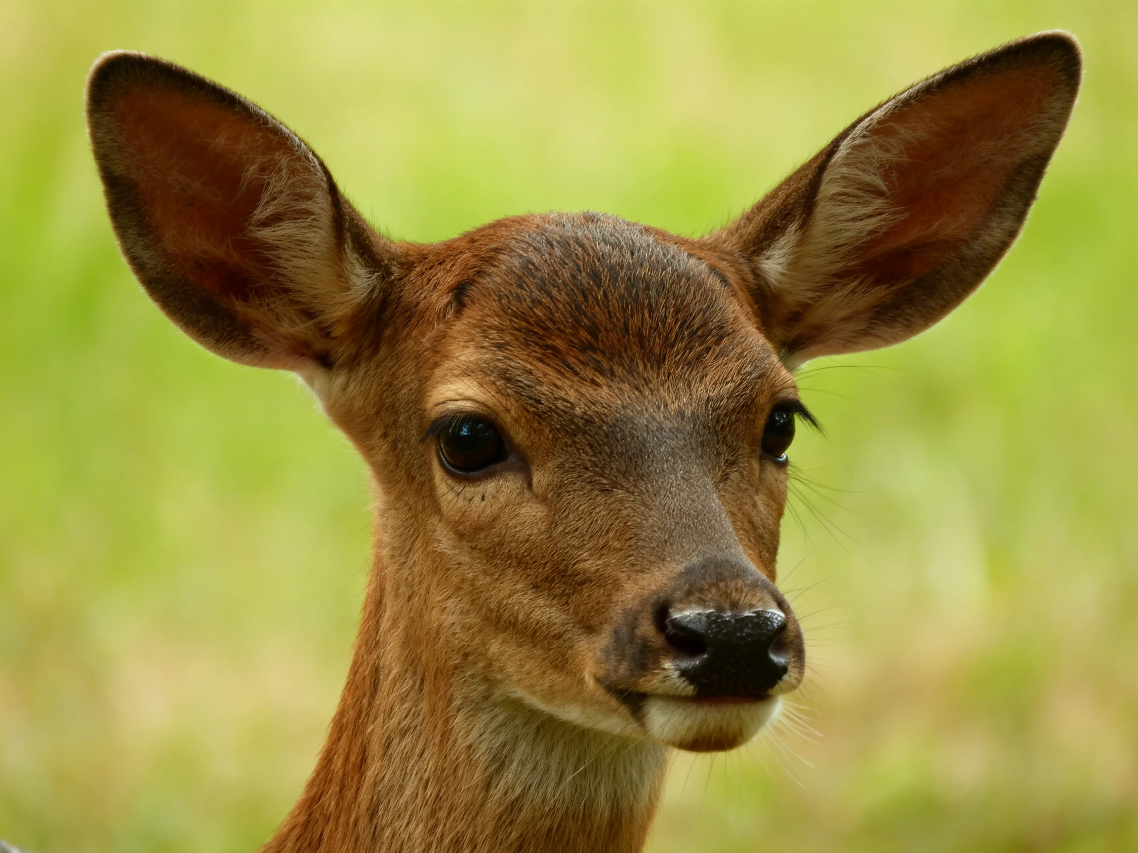 A young deer with large ears is shown up close in nature.