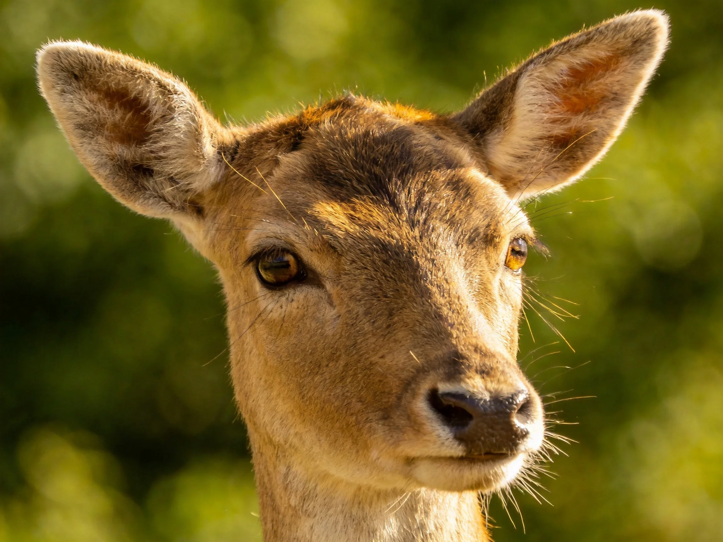 A close - up of a young deer with tawny fur against a green bokeh background