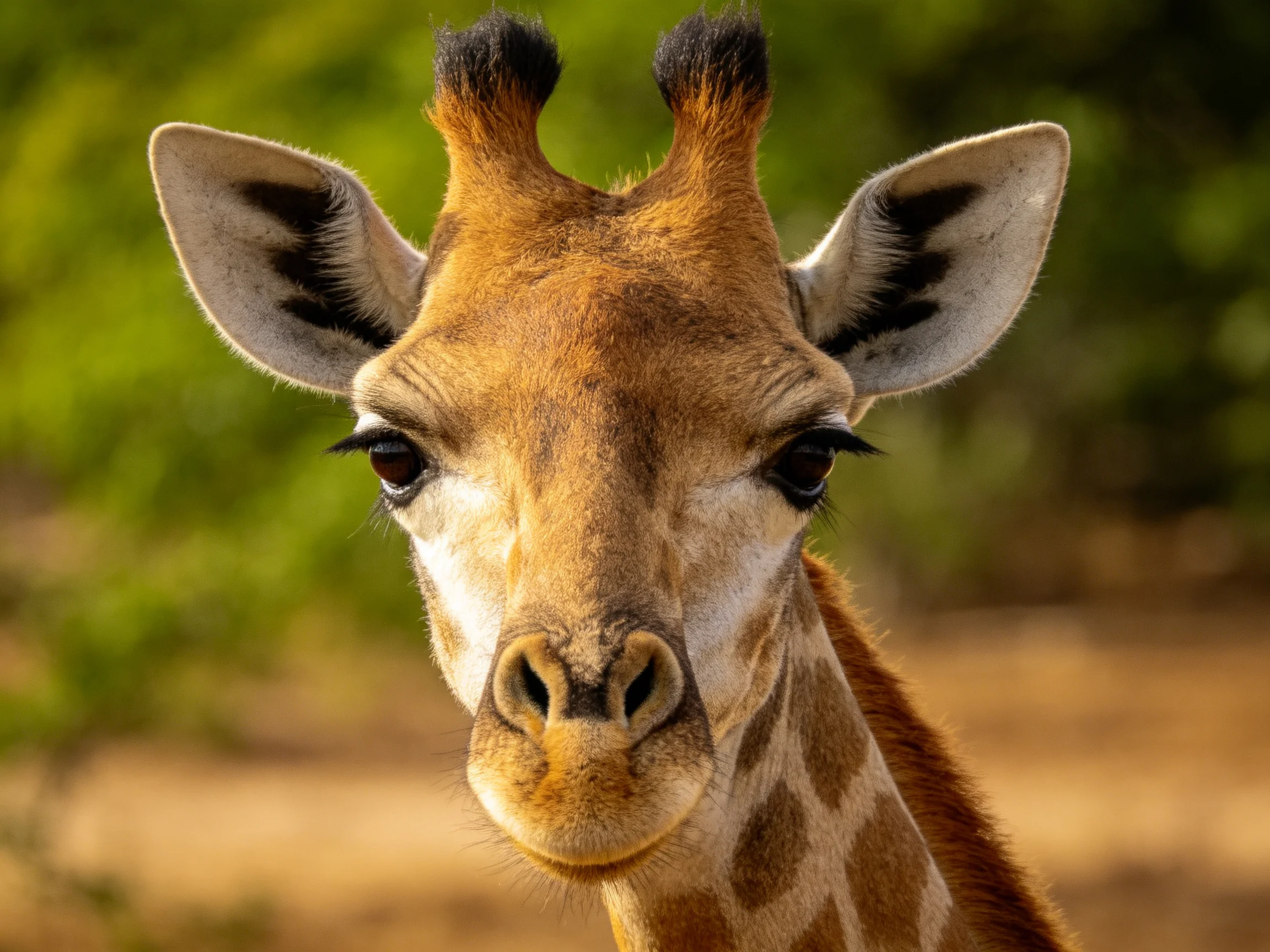 A young giraffe gazes directly at the camera with a blurred natural backdrop.