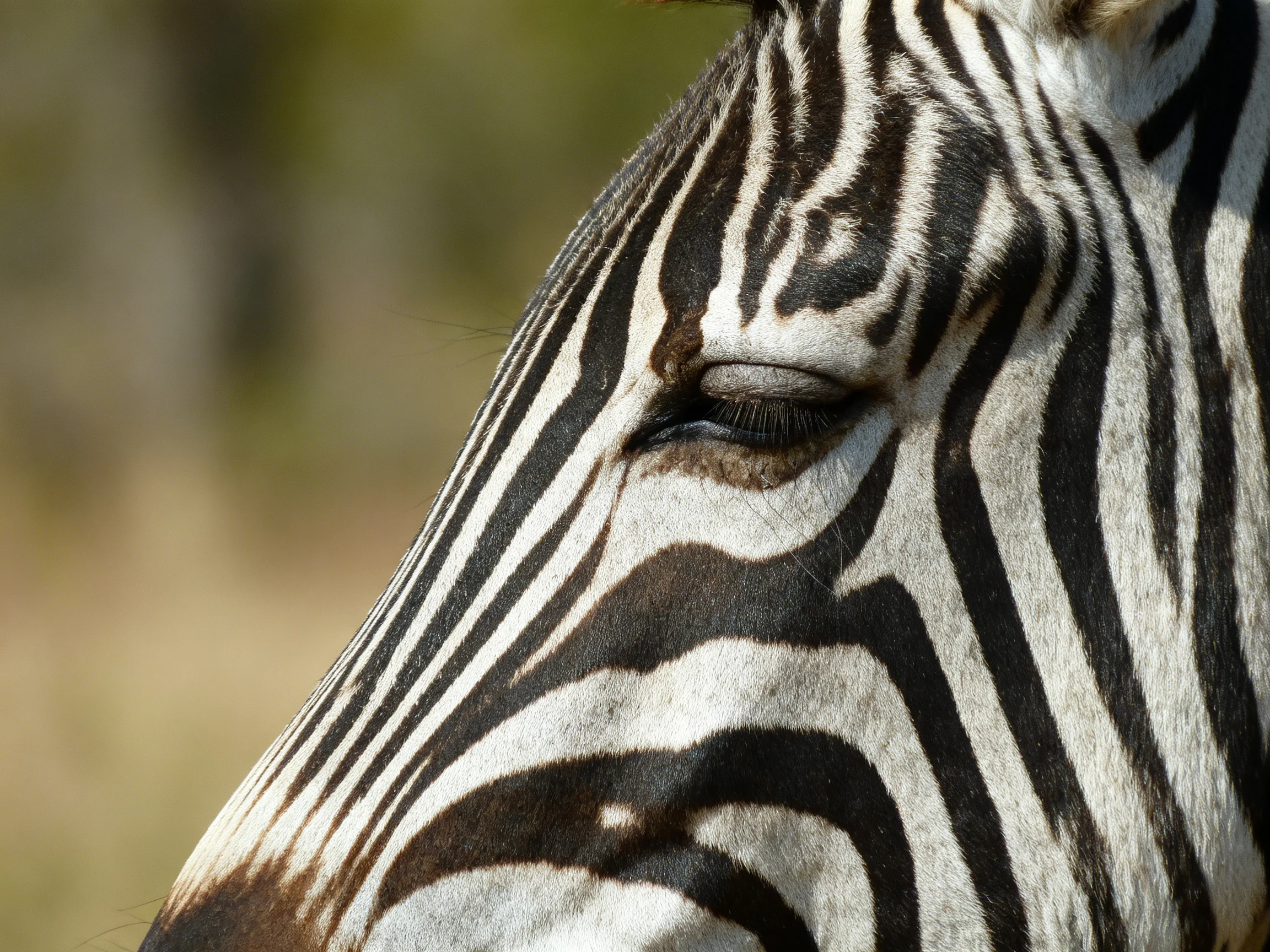 A close - up of a zebra’s head shows its distinctive striped pattern.