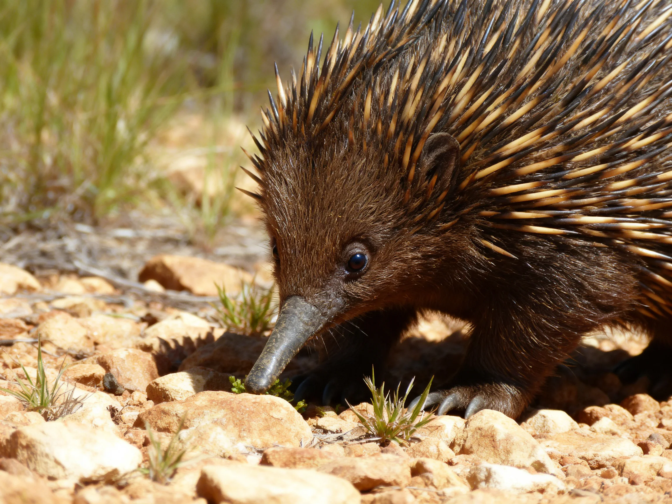 A close - up of an echidna with spiny brown coat on rocky terrain