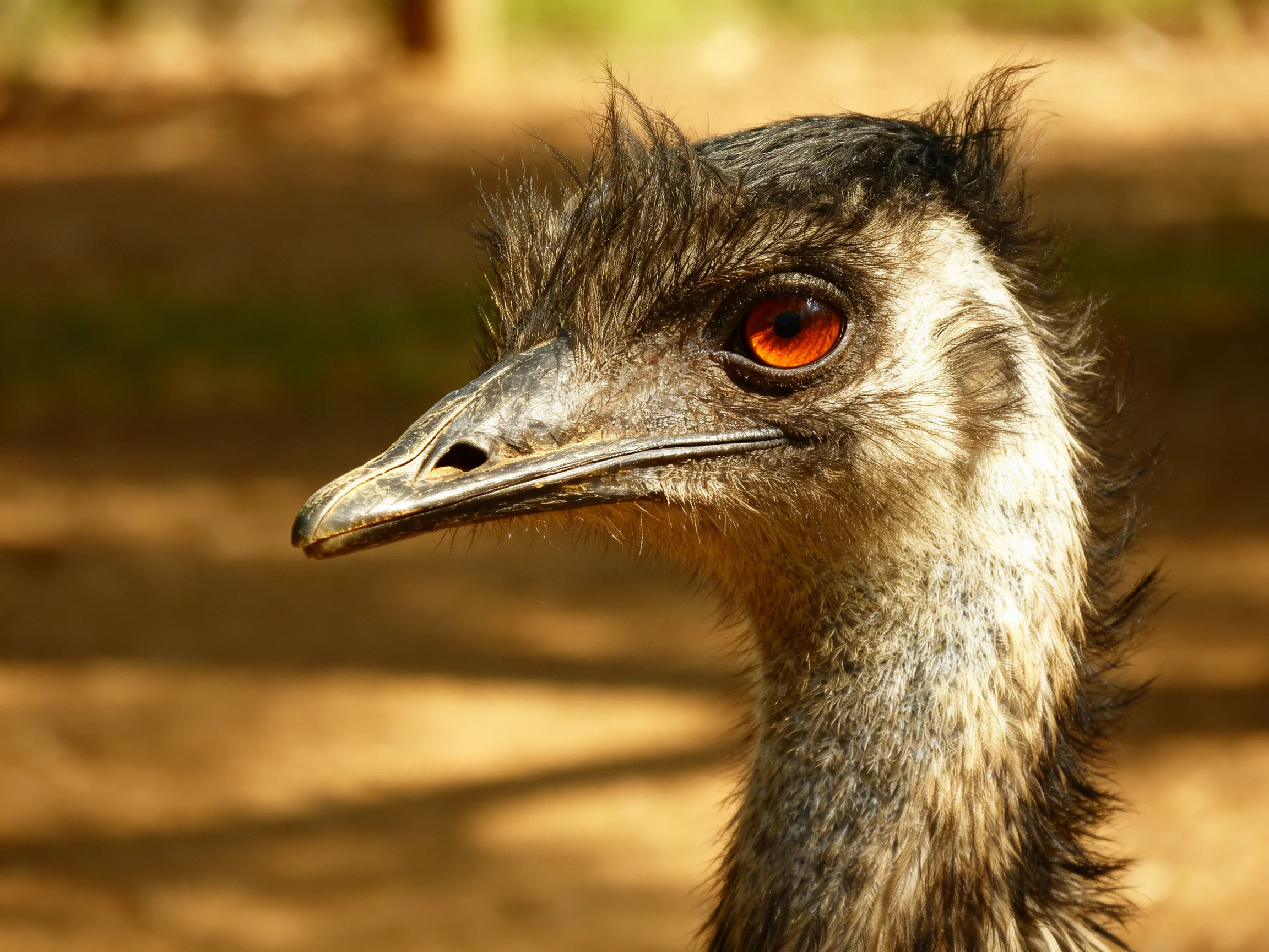 A close-up of an emu with a striking orange eye and textured plumage