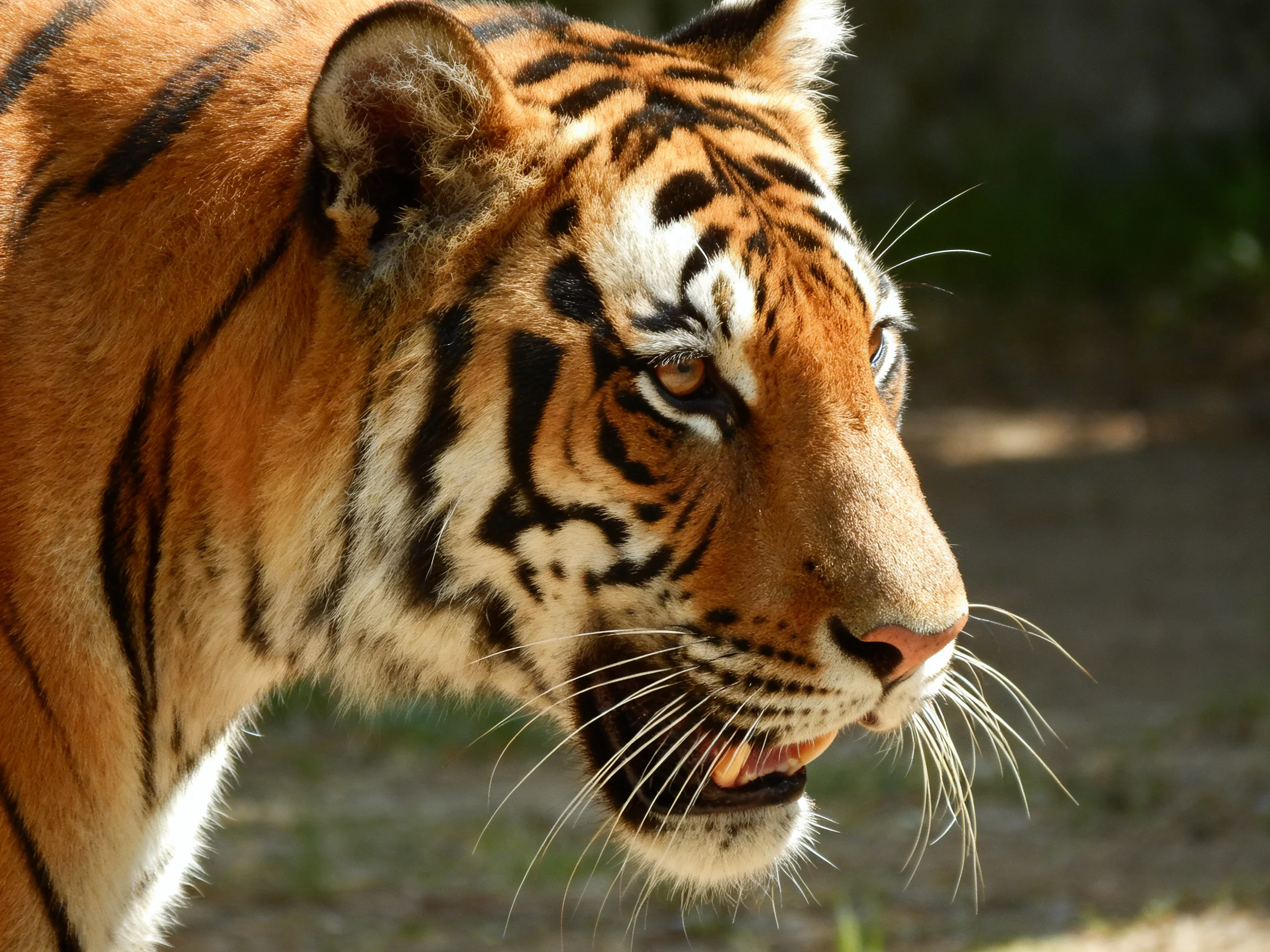 A close - up of an orange tiger with bold black stripe patterns