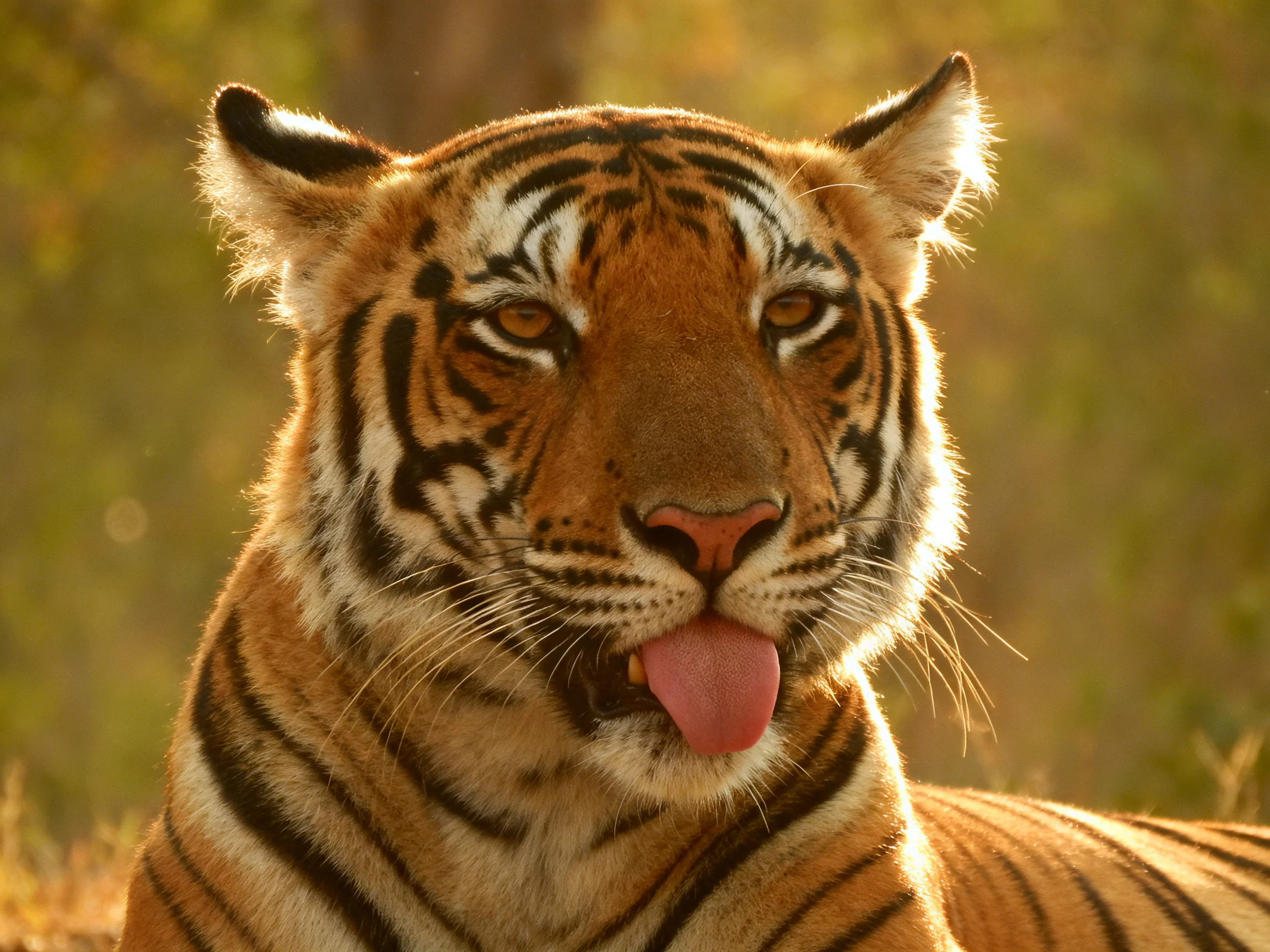A close-up of an orange tiger with bold black stripes