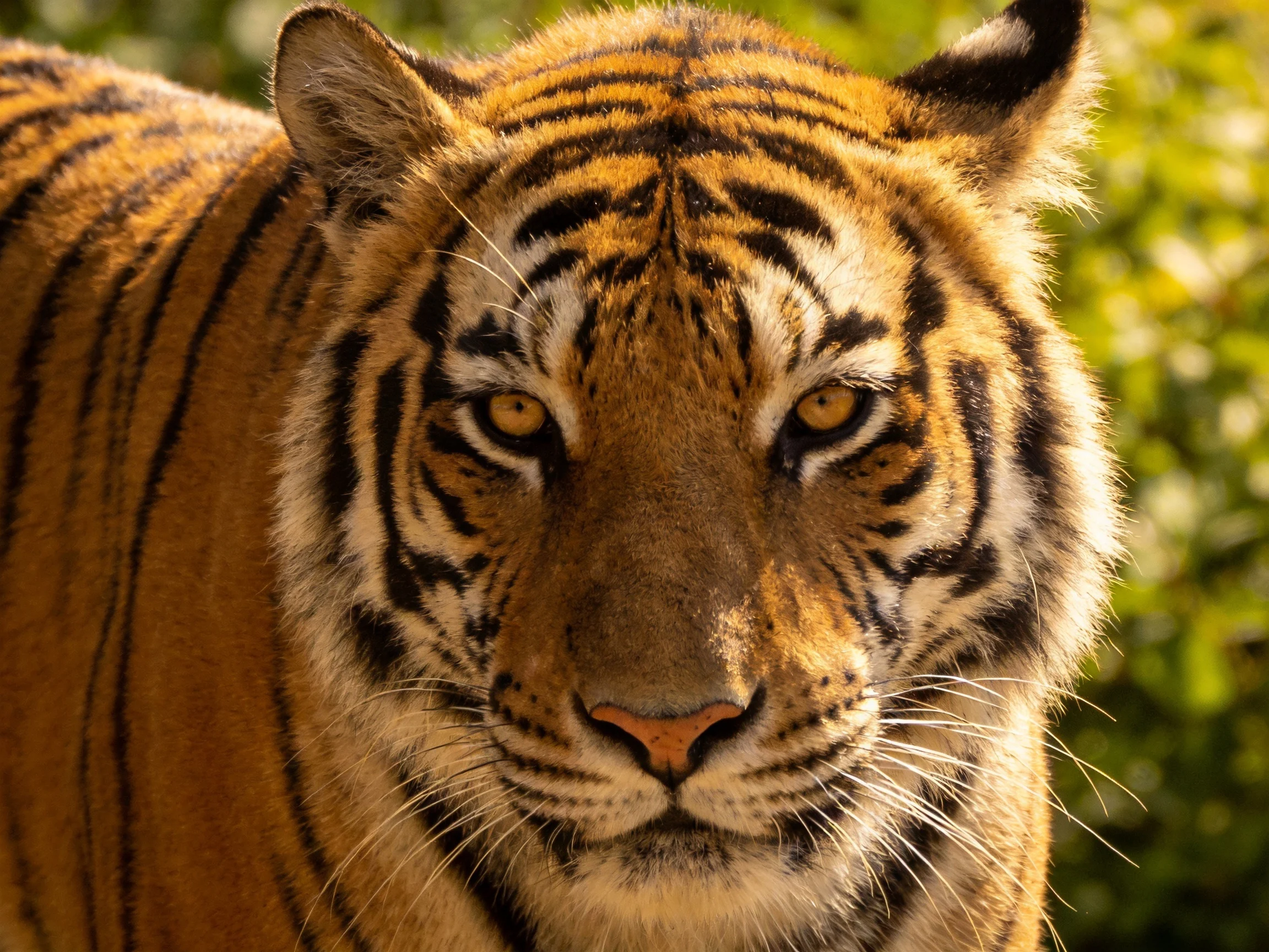 A close - up of an orange tiger with bold black stripes