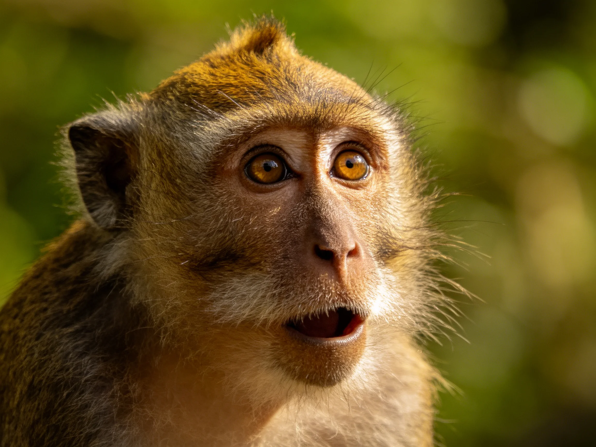 A close-up portrait of a brown monkey with golden eyes