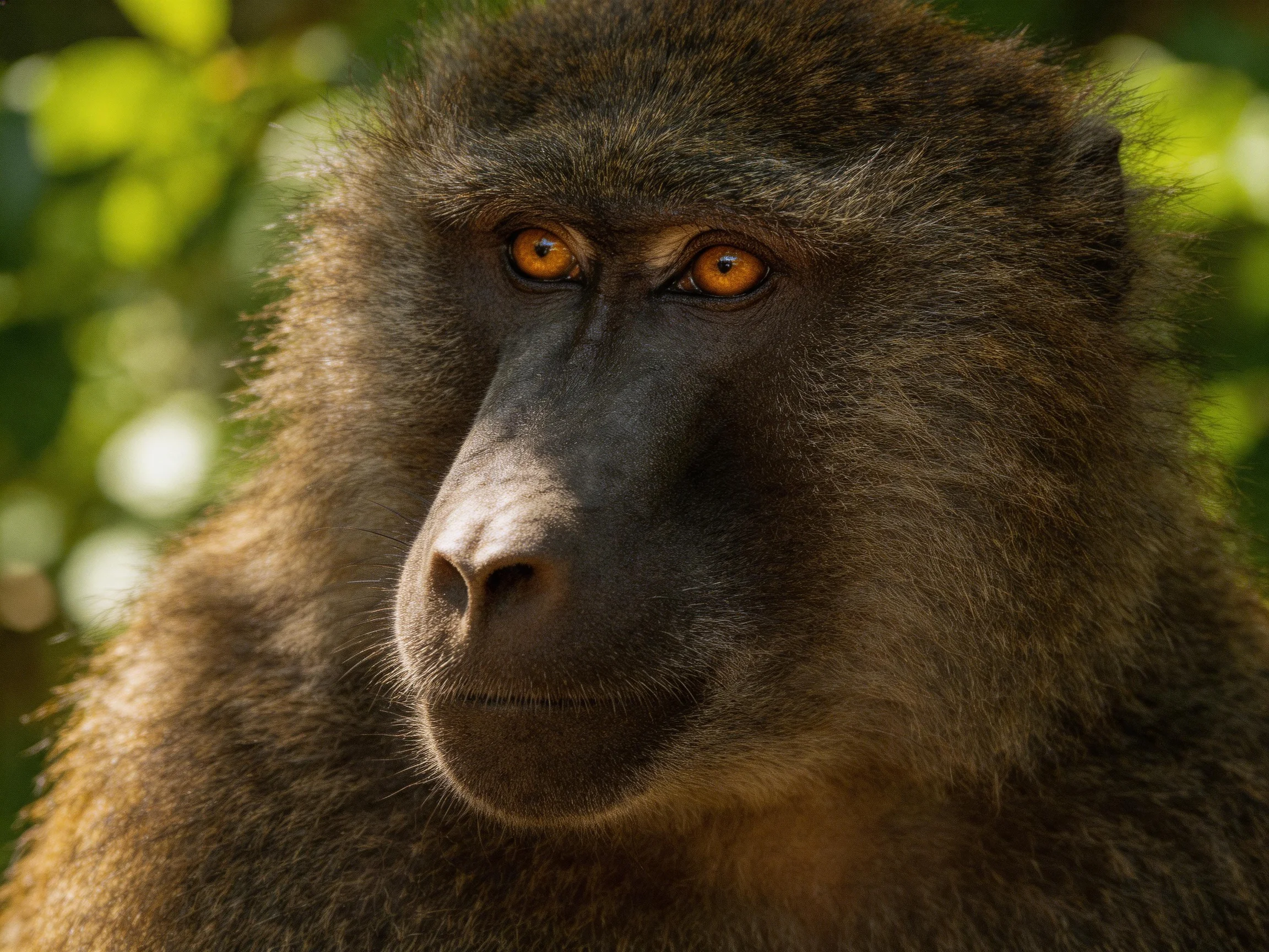 A close-up portrait of a dark-furred baboon with amber eyes
