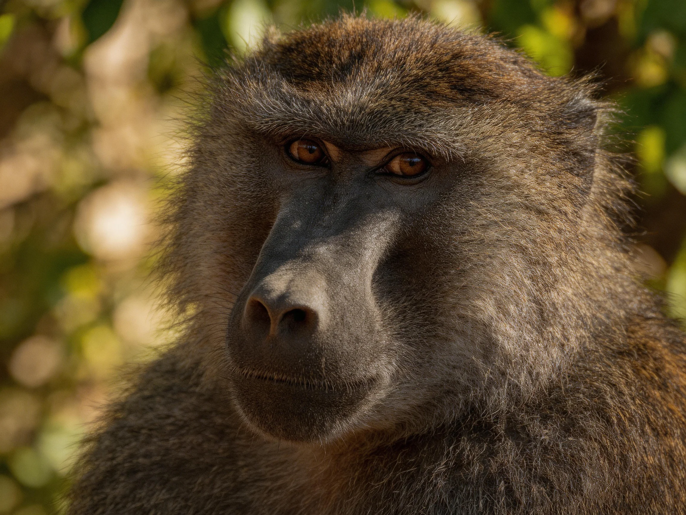 A close-up portrait of a dark-furred baboon with earthy tones