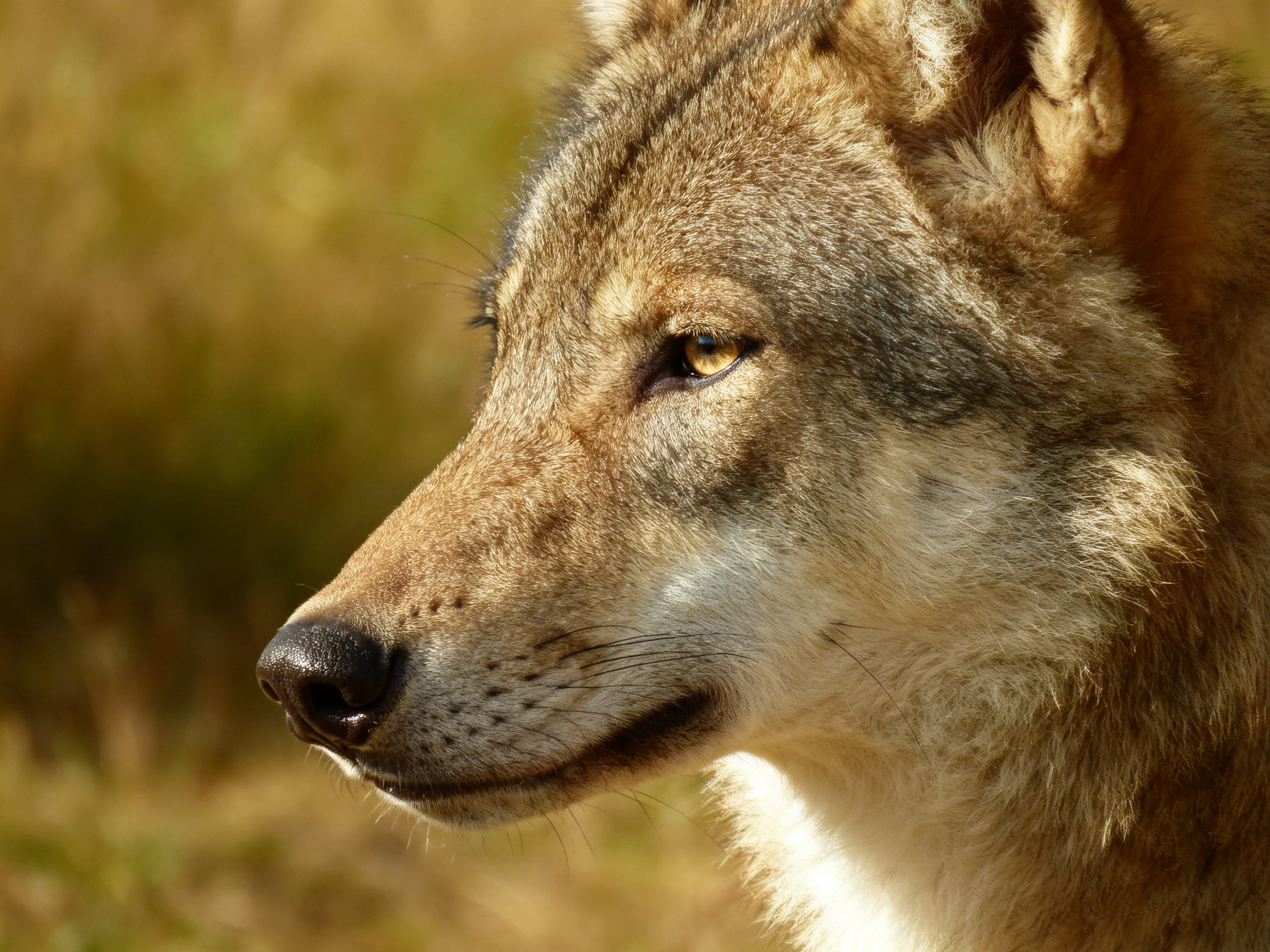 A close - up portrait of a gray - brown wolf in a natural habitat