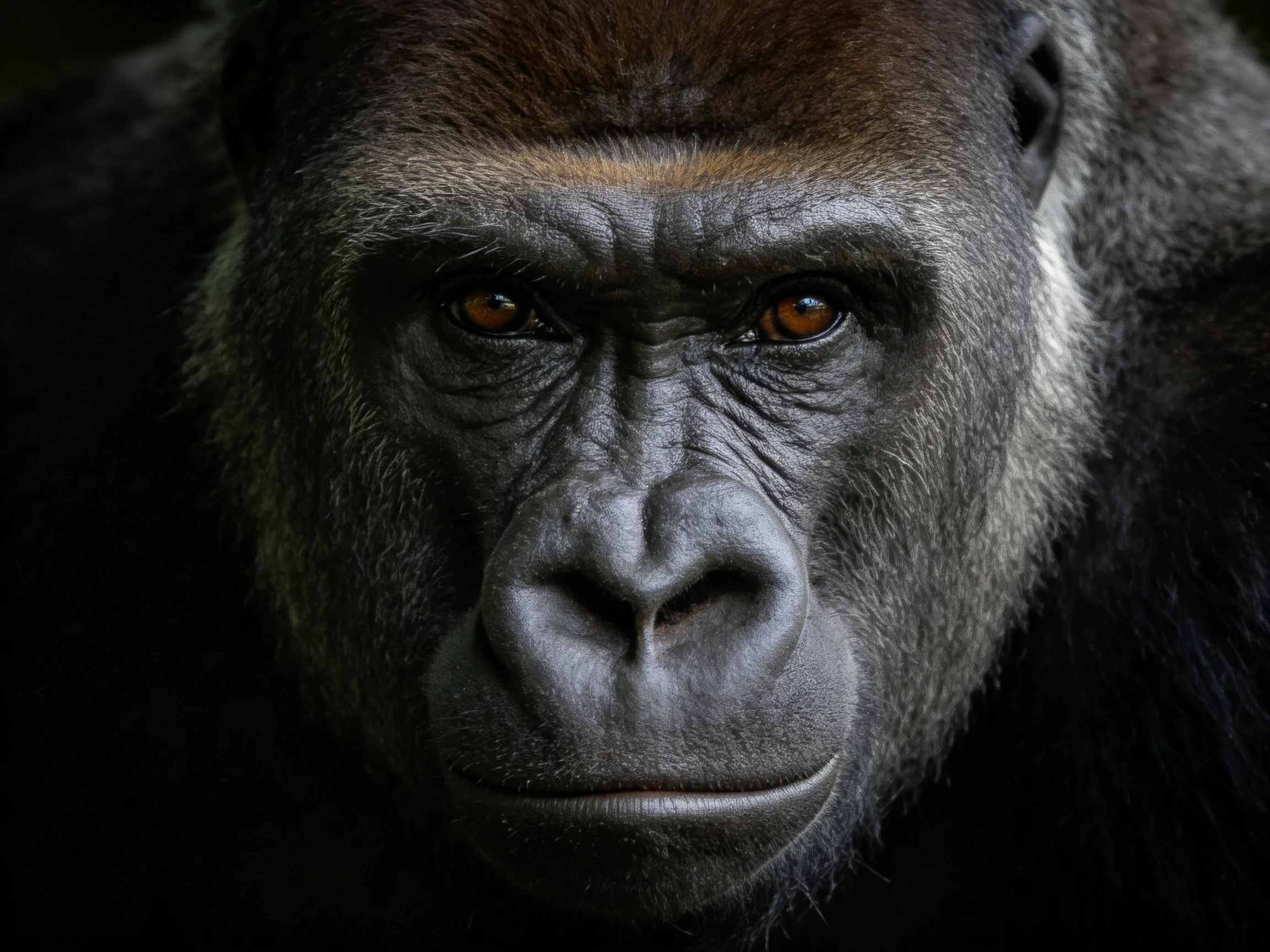 A close-up view of a silverback gorilla’s face with a solemn expression.