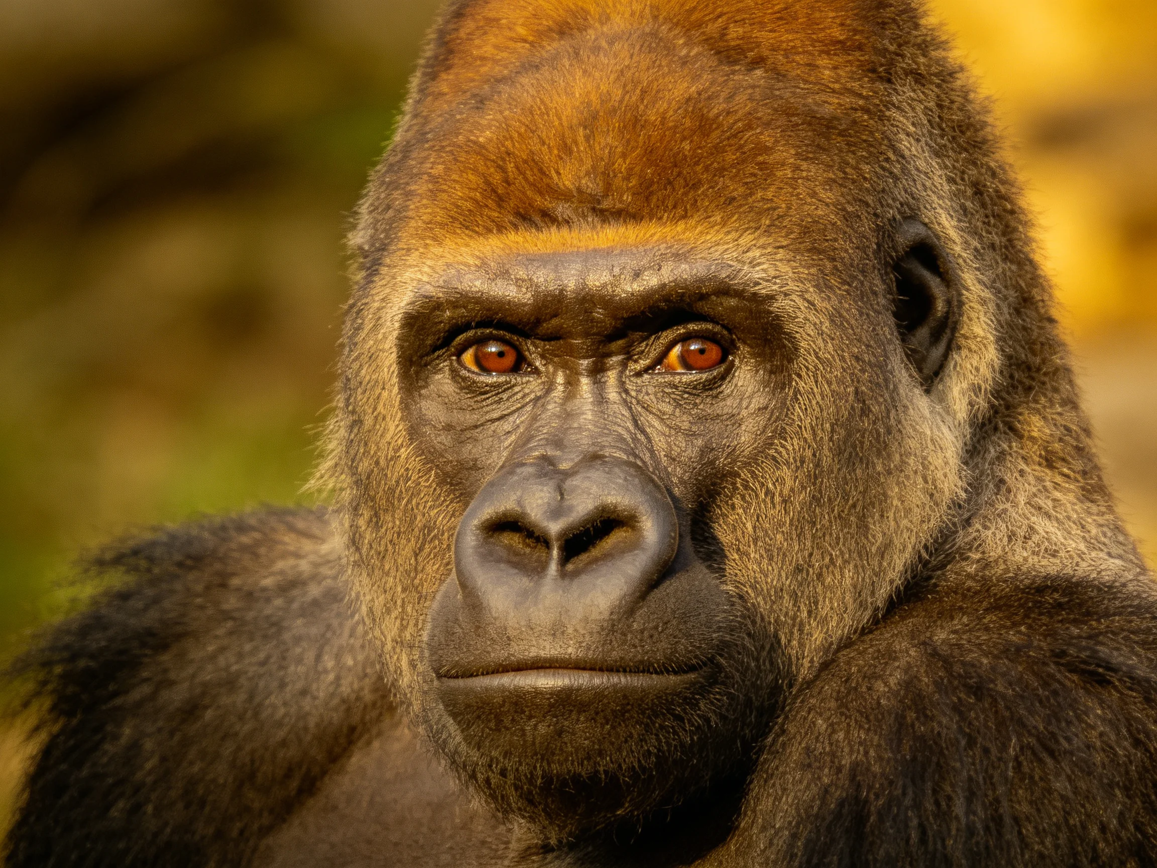 A close - up view of a silverback gorilla showcasing its facial features.