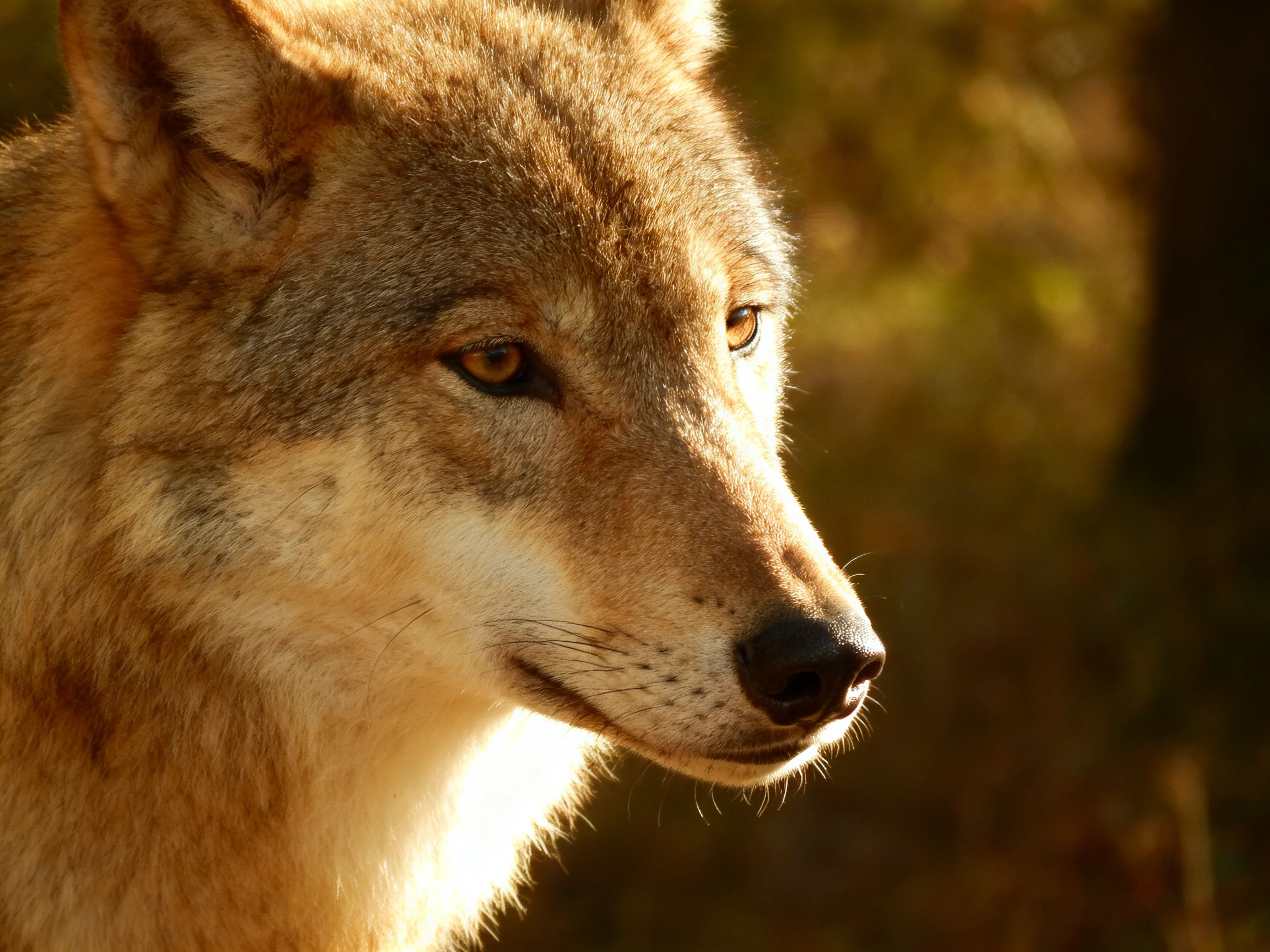 A tan-furred wolf gazes intently in a sunlit natural setting.