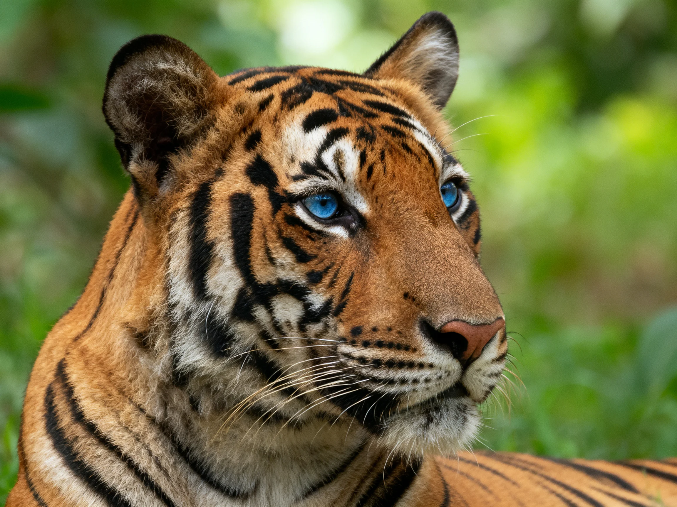 A tiger with blue eyes rests in a natural green setting.