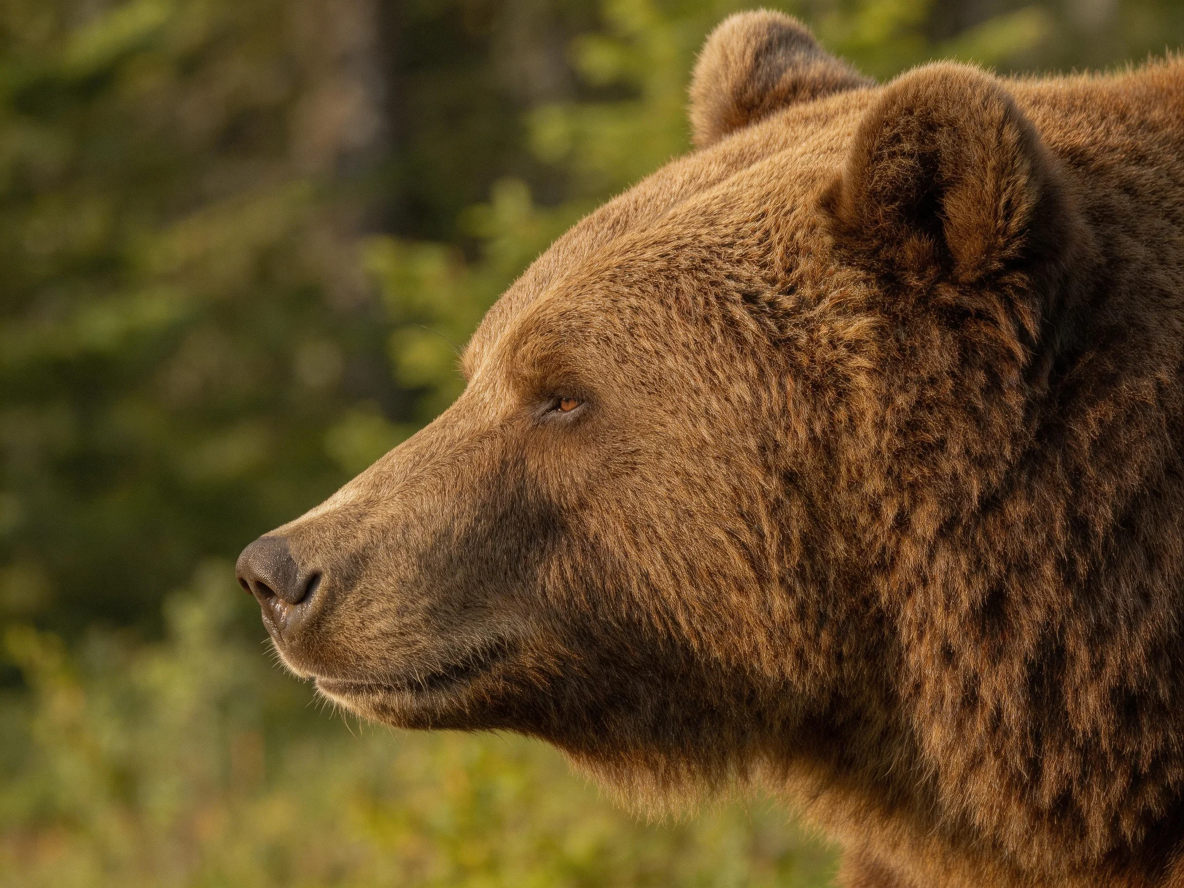 A close - up profile of a brown grizzly bear in a forest setting