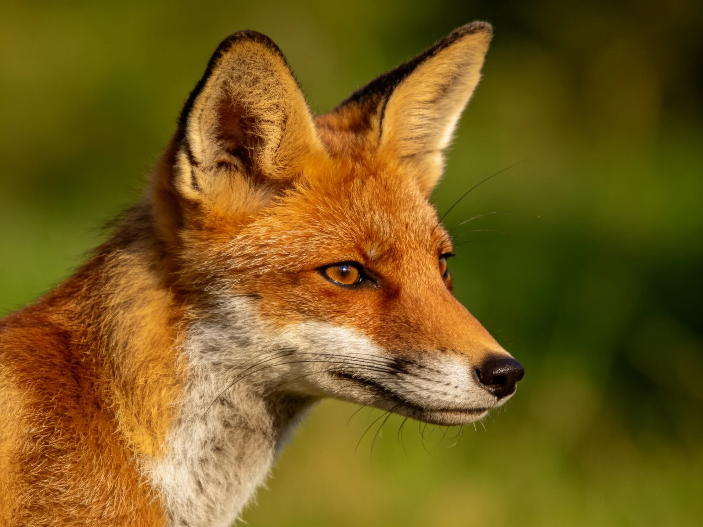 A close - up profile of a reddish fox with pointed ears against a blurred green backdrop