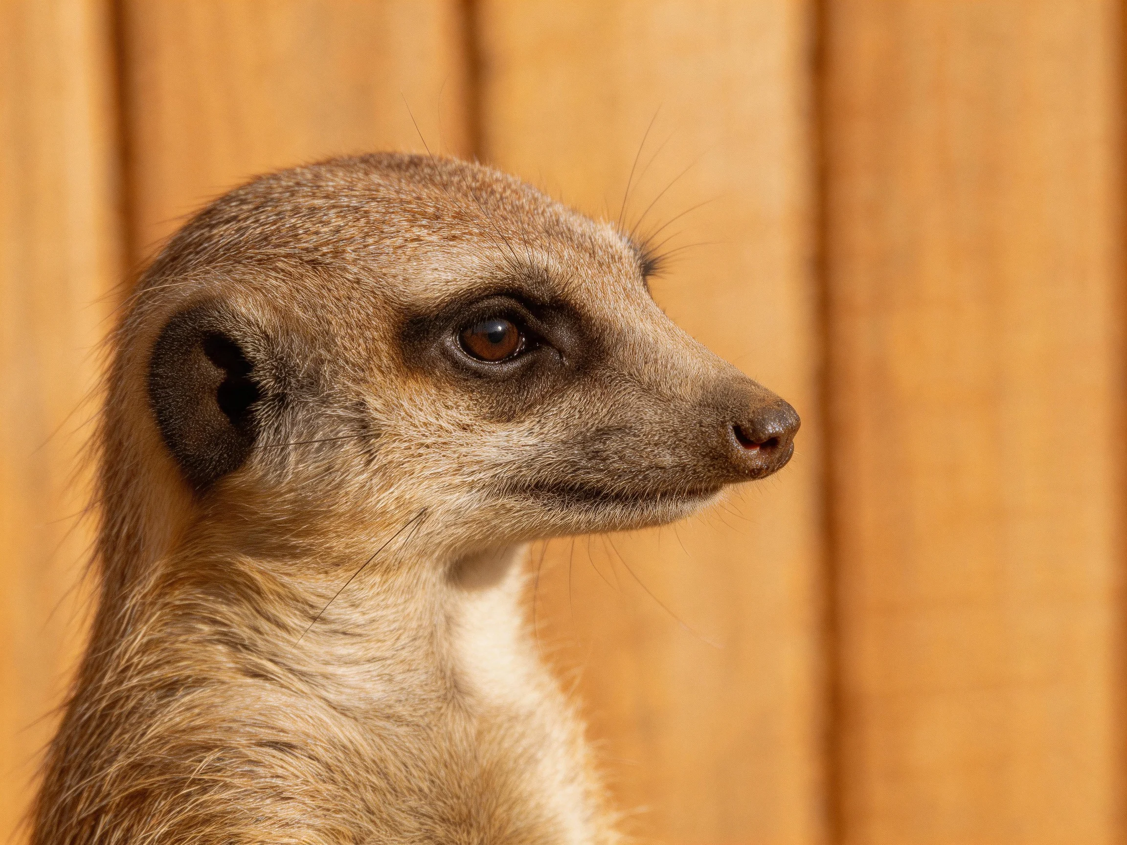 A close - up profile of a tan meerkat near a wooden fence