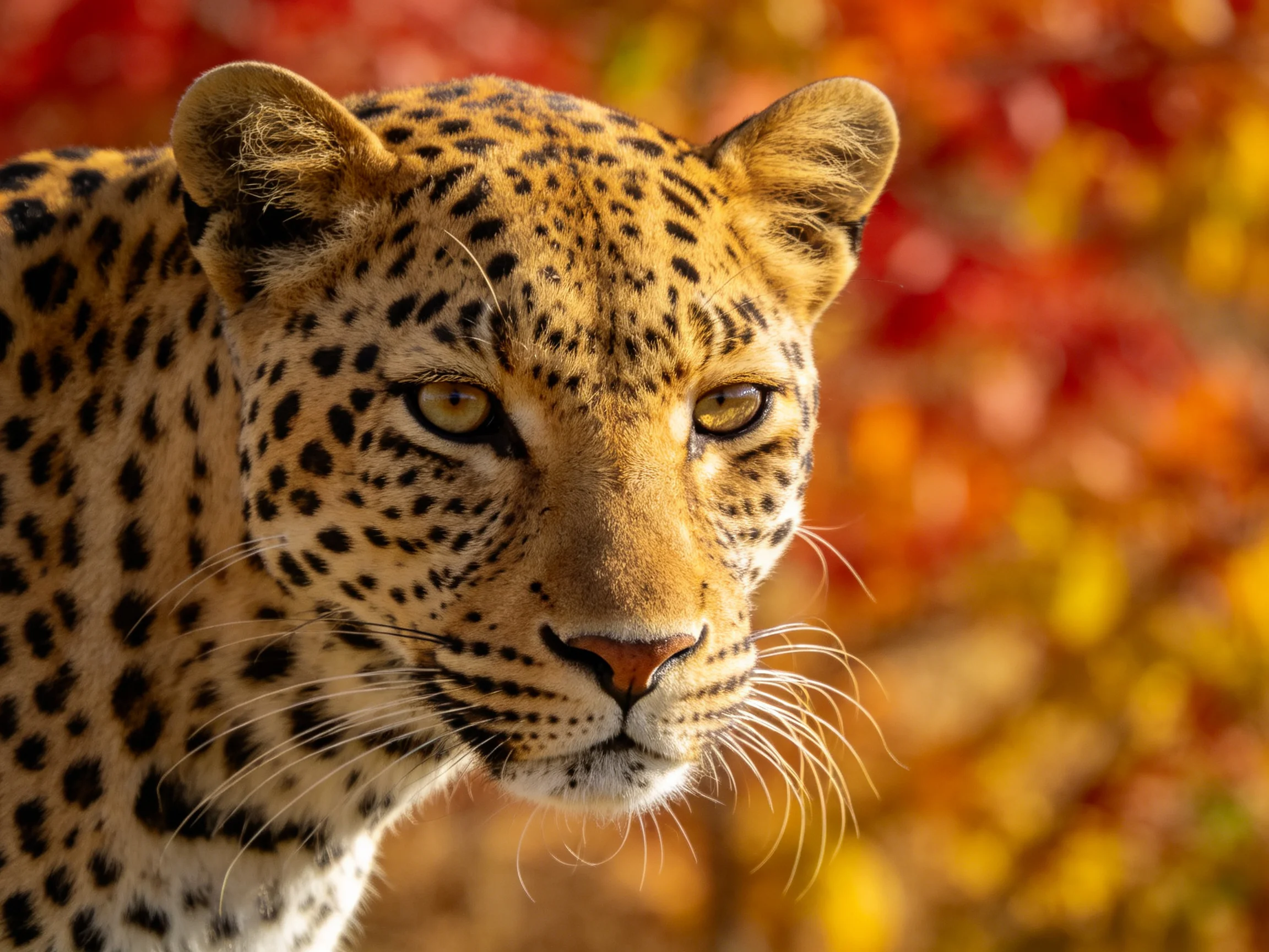 A close-up up of a leopard with distinctive spots beside colorful autumn leaves