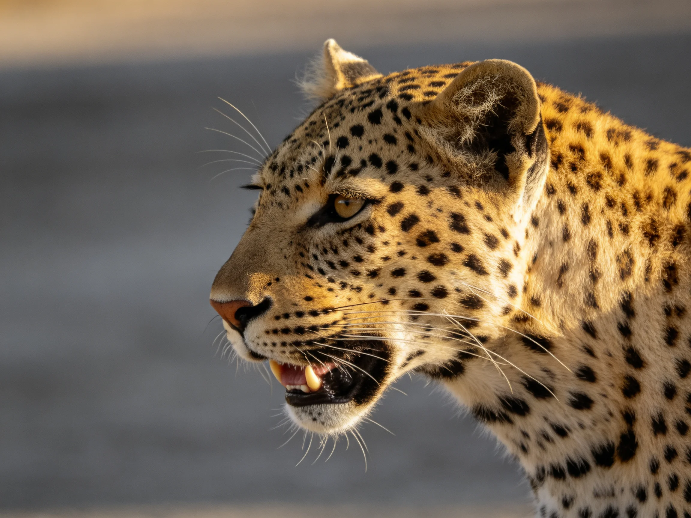 A close - up view of a leopard displaying golden fur and dark rosette markings