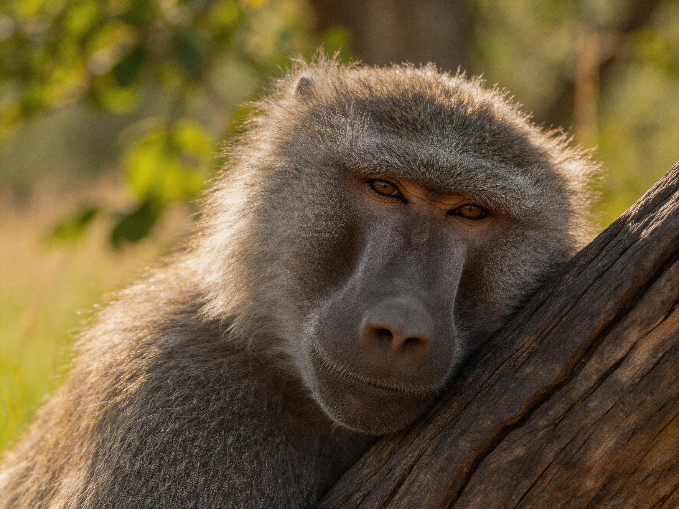 A contemplative baboon rests against a weathered tree trunk in golden light