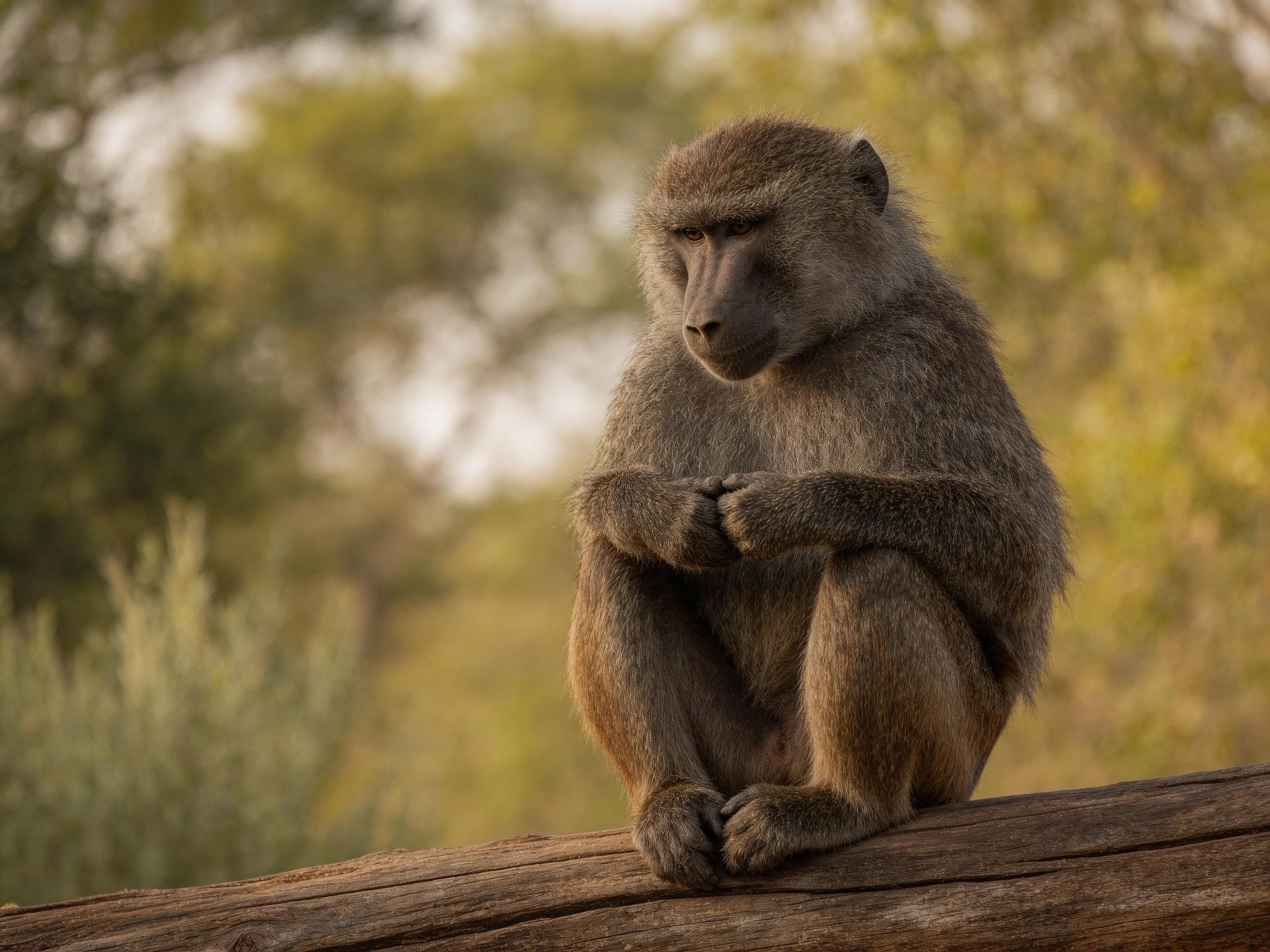 A contemplative baboon rests on a weathered wooden log in a sun-dappled forest