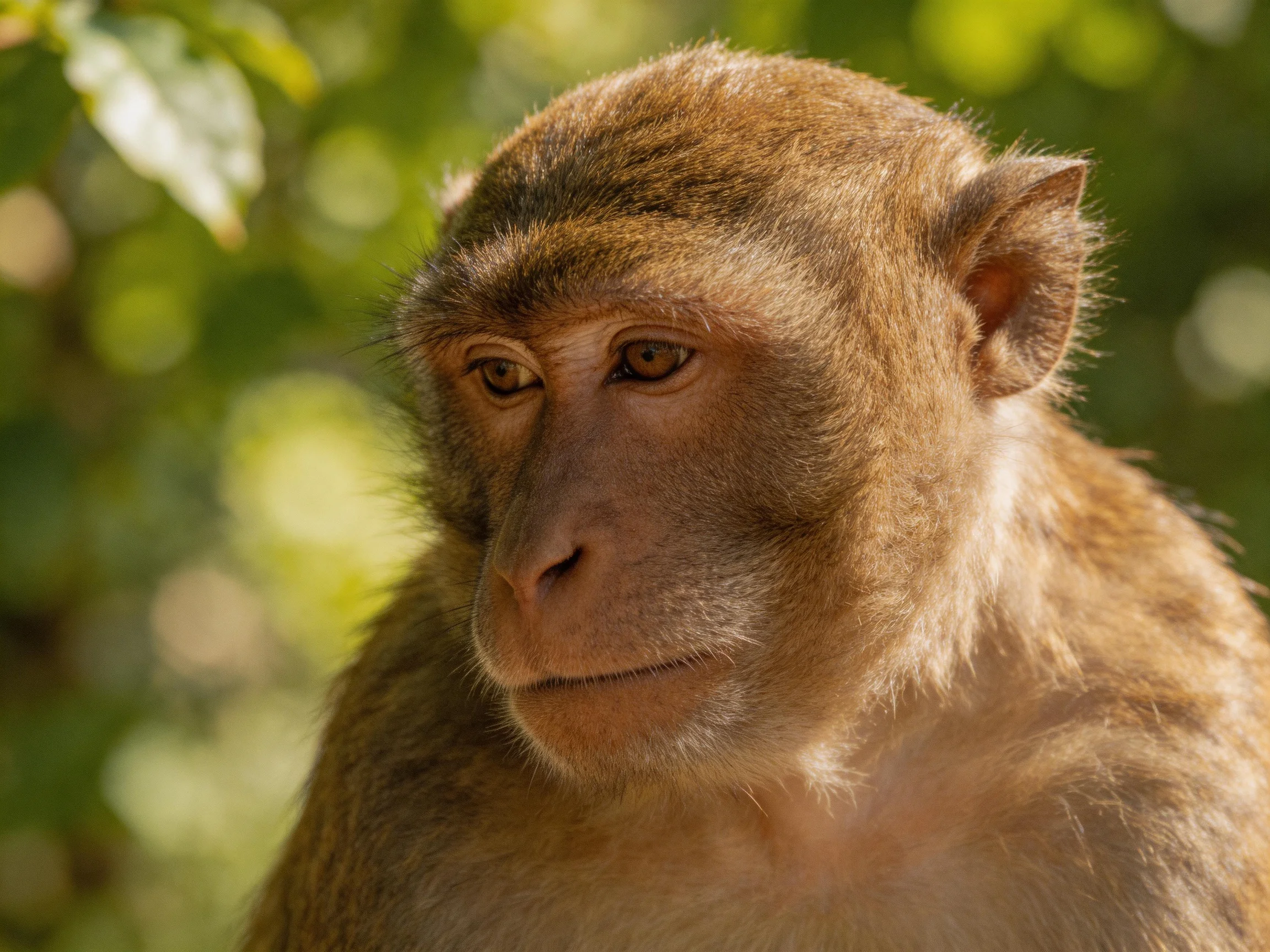 A contemplative brown monkey with soft fur in a sunlit forest