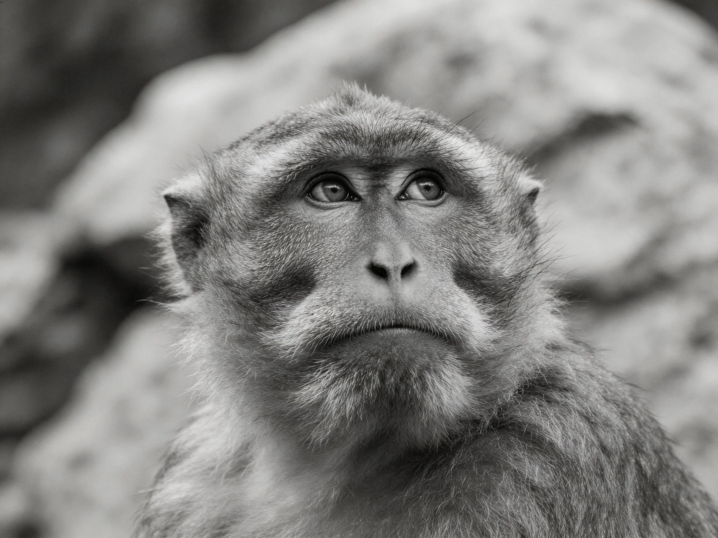 A contemplative monkey in black and white with textured fur and rocky surroundings