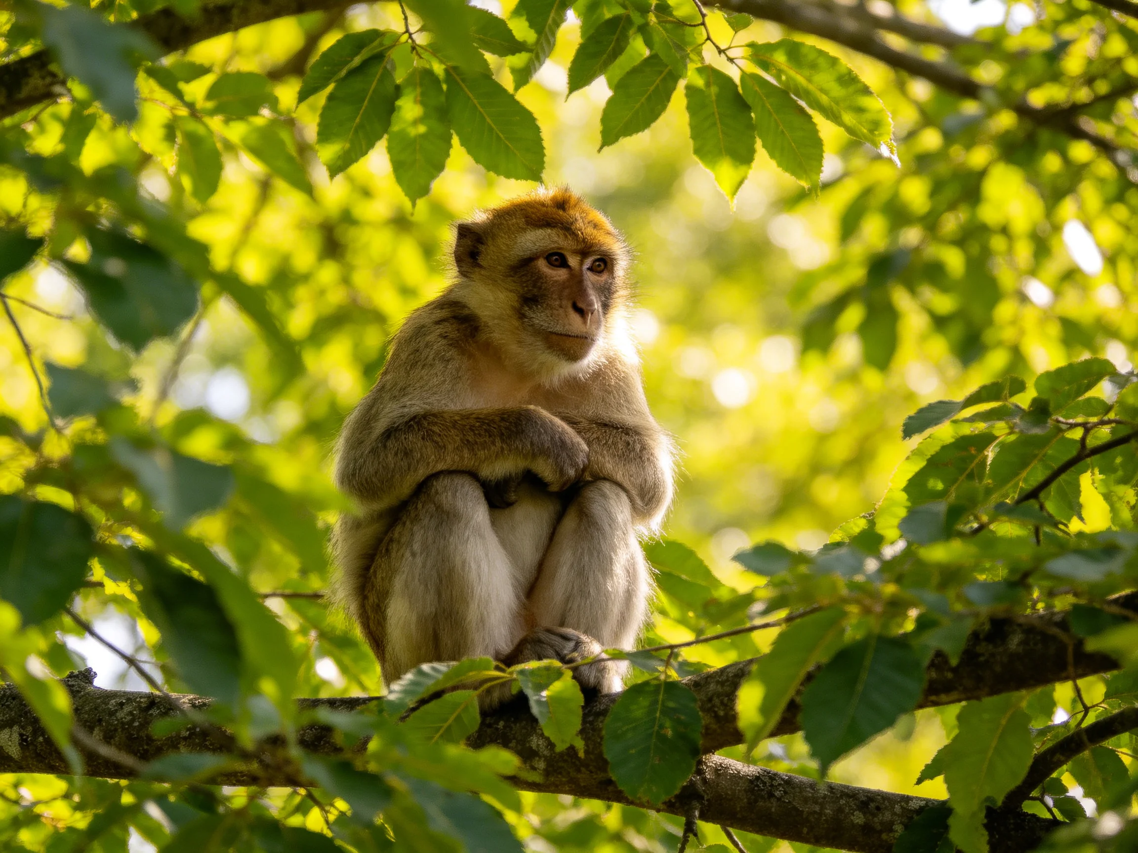 A contemplative monkey sits amid lush green foliage in a sun-dappled tree