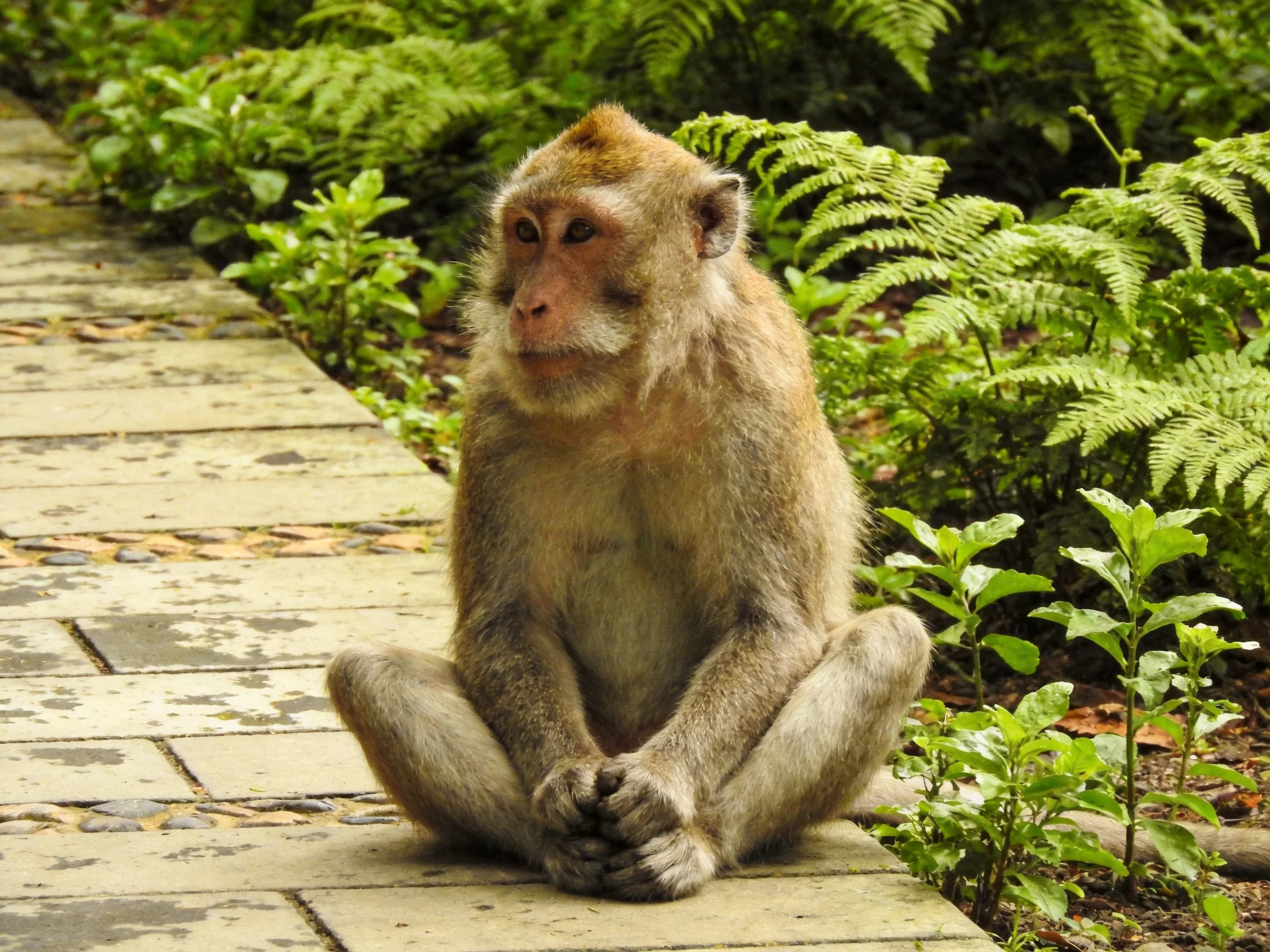 A contemplative monkey sits on a stone path amid lush ferns