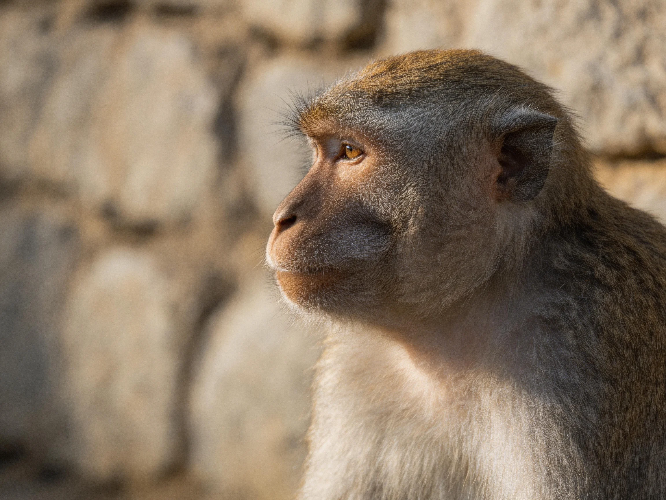 A contemplative monkey with brown and gray fur near a textured stone wall
