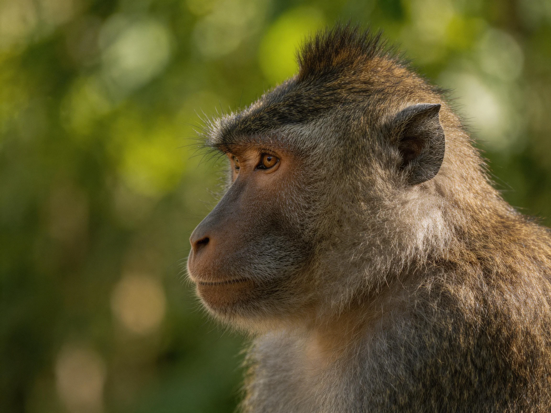 A monkey gazes thoughtfully amid a blurred green backdrop.