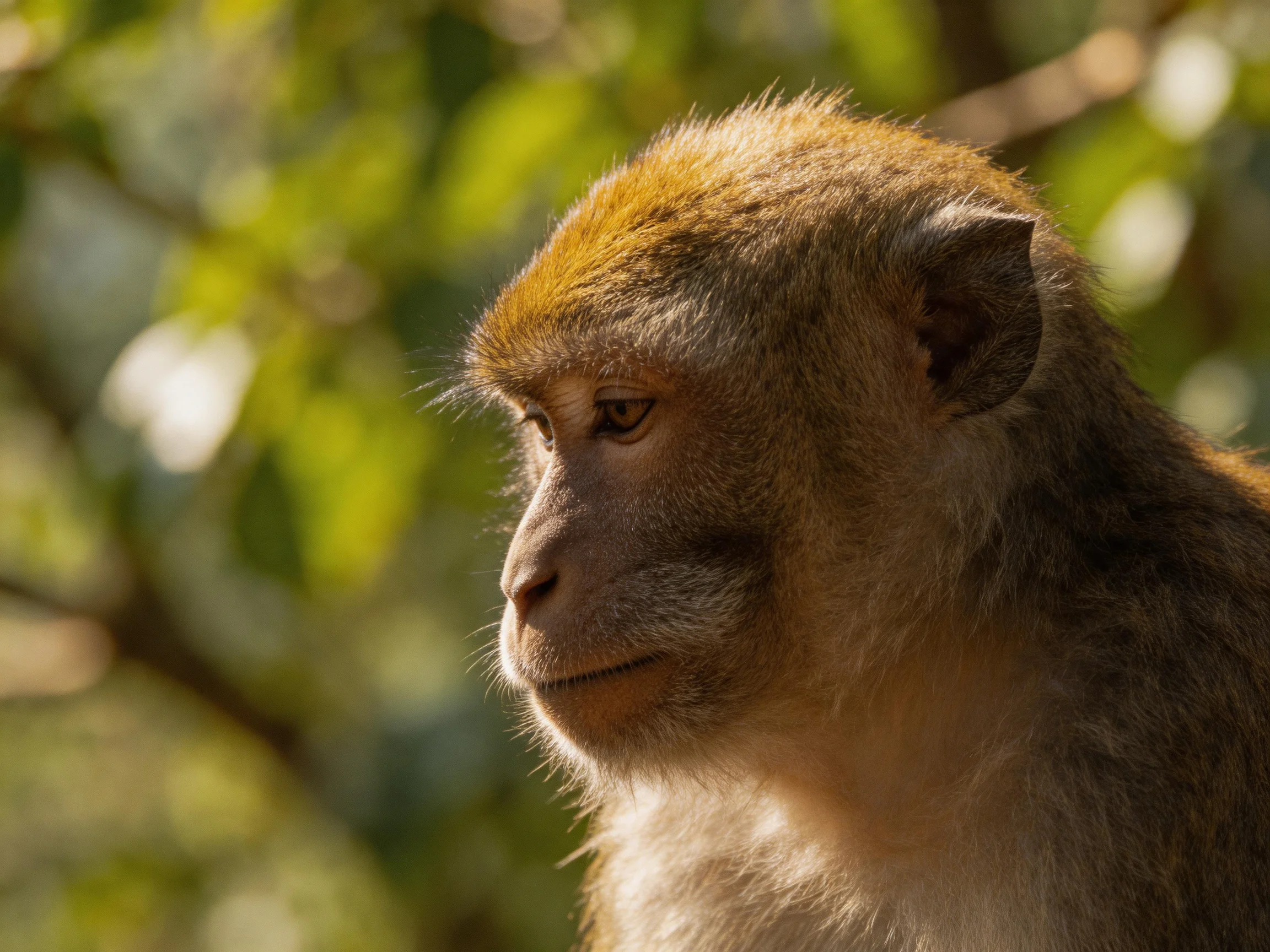 A contemplative monkey with golden-brown fur in a sunlit forest