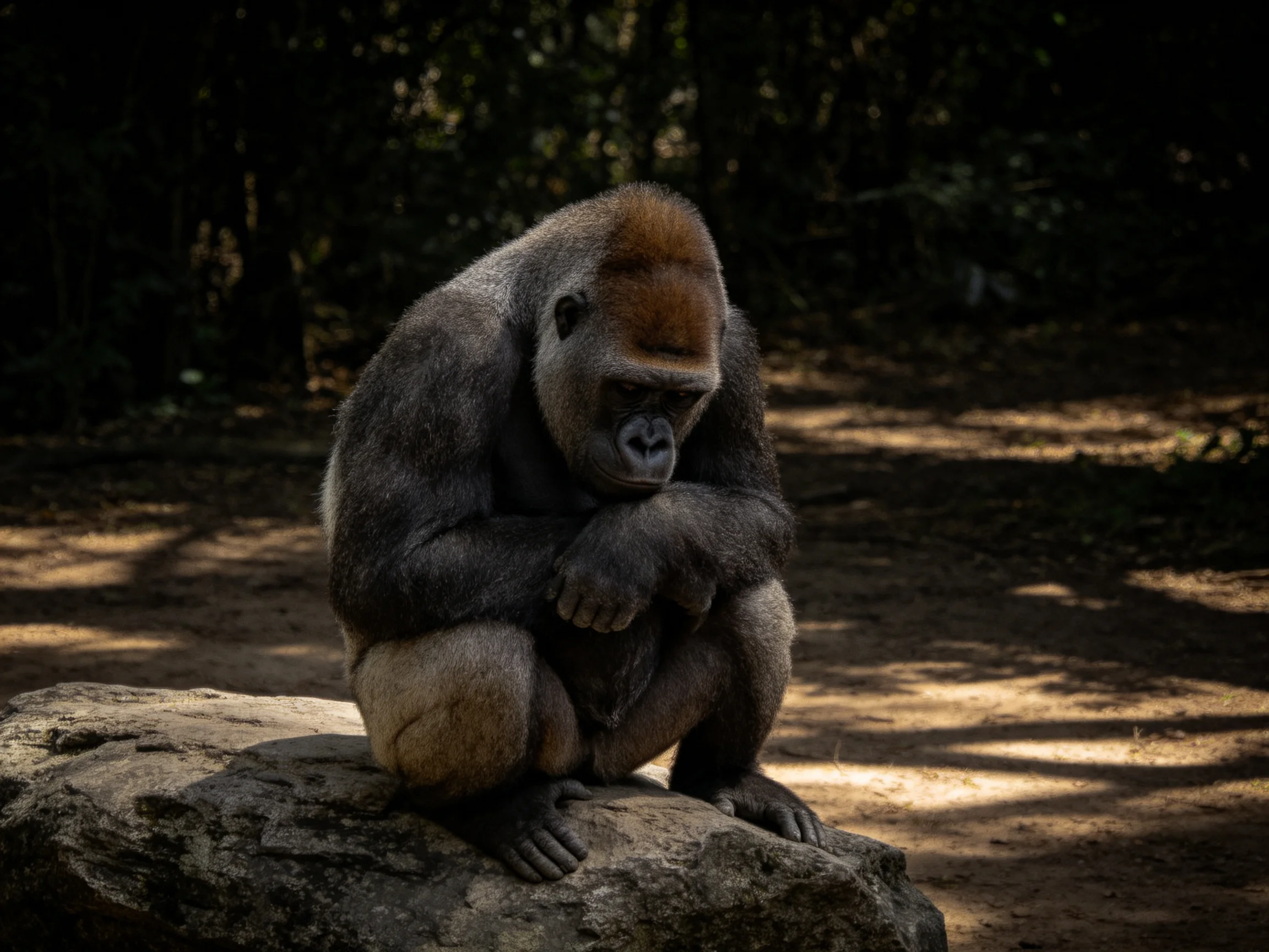 A contemplative silverback gorilla sits on a rugged rock
