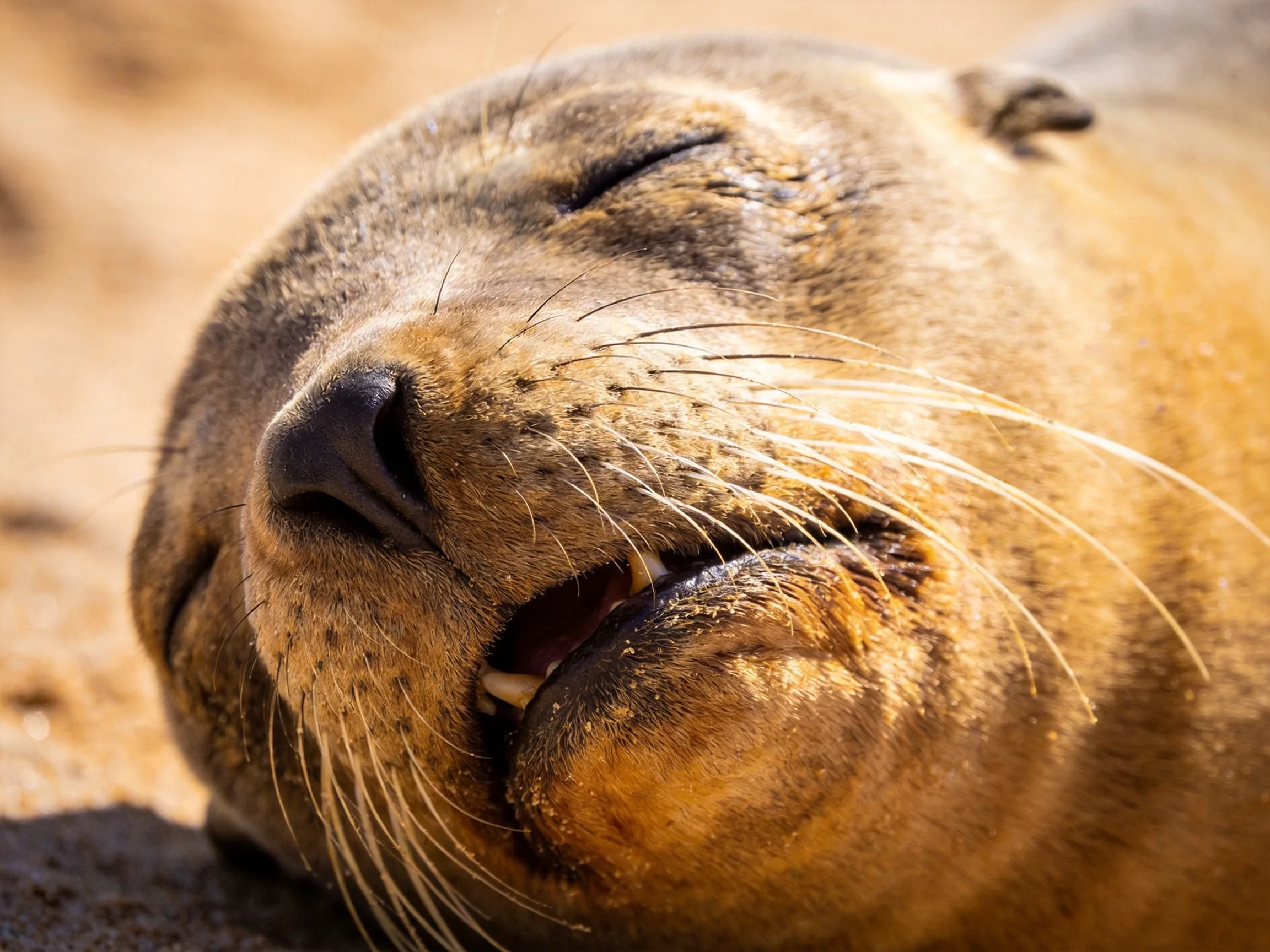 A contented sea lion resting on sun-soaked sand