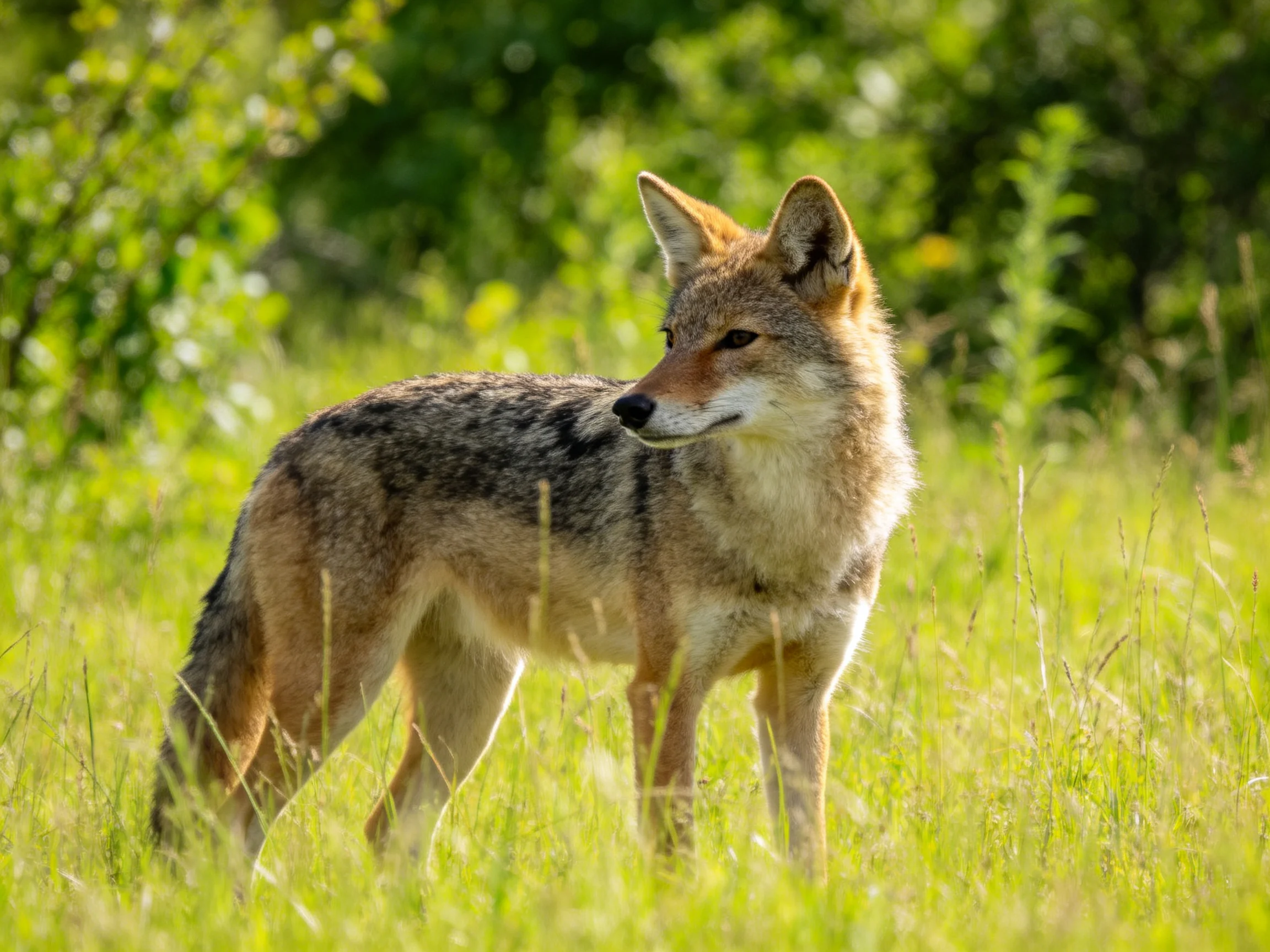 A coyote stands in sunlit grassy field near green foliage