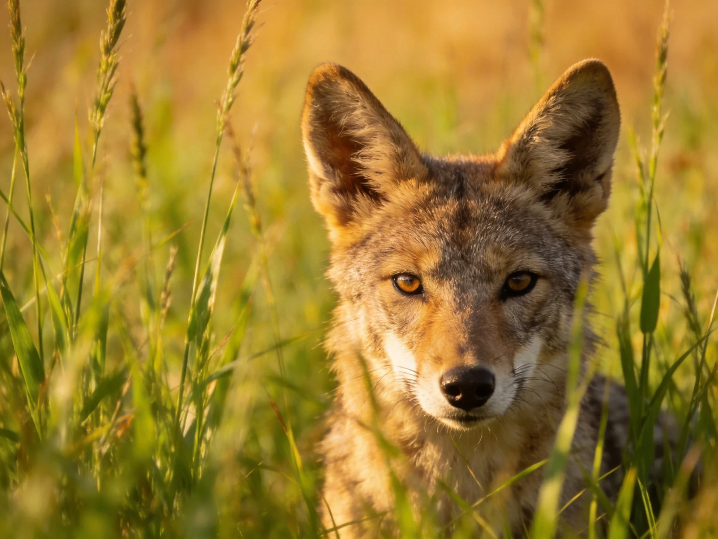 A coyote with large ears nestled among tall green grasses