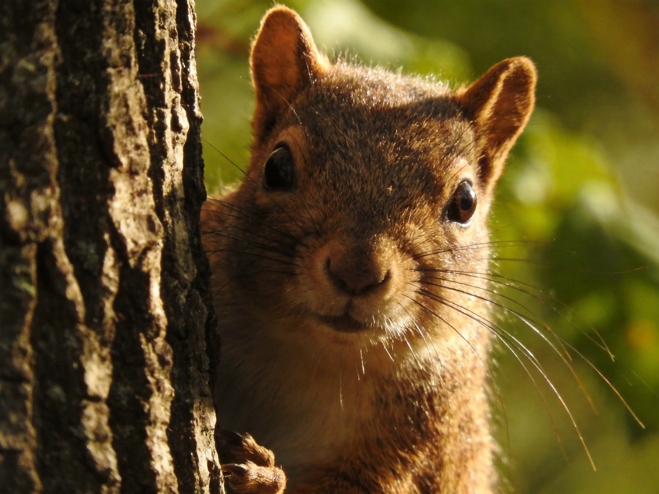 A curious brown squirrel peeks from behind a rough tree trunk