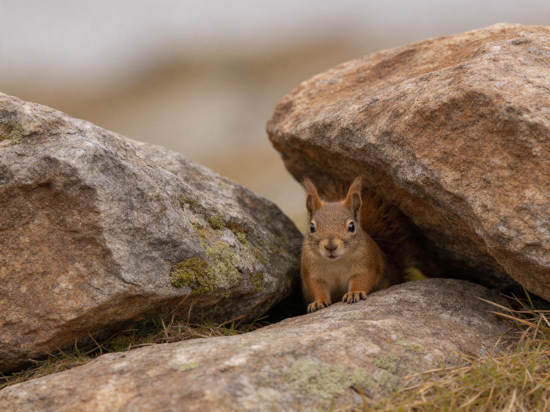 A curious brown squirrel peeks out from large gray rocks