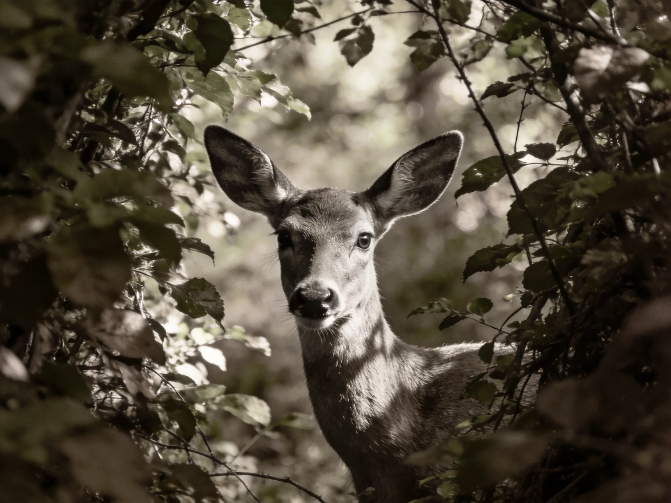 A curious deer peeks through dense forest foliage in soft focus