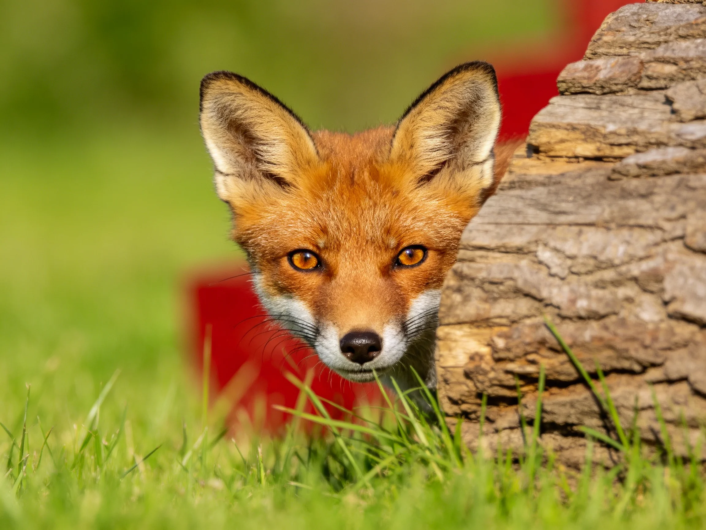 A curious fox peeks from behind a weathered log in lush green grass