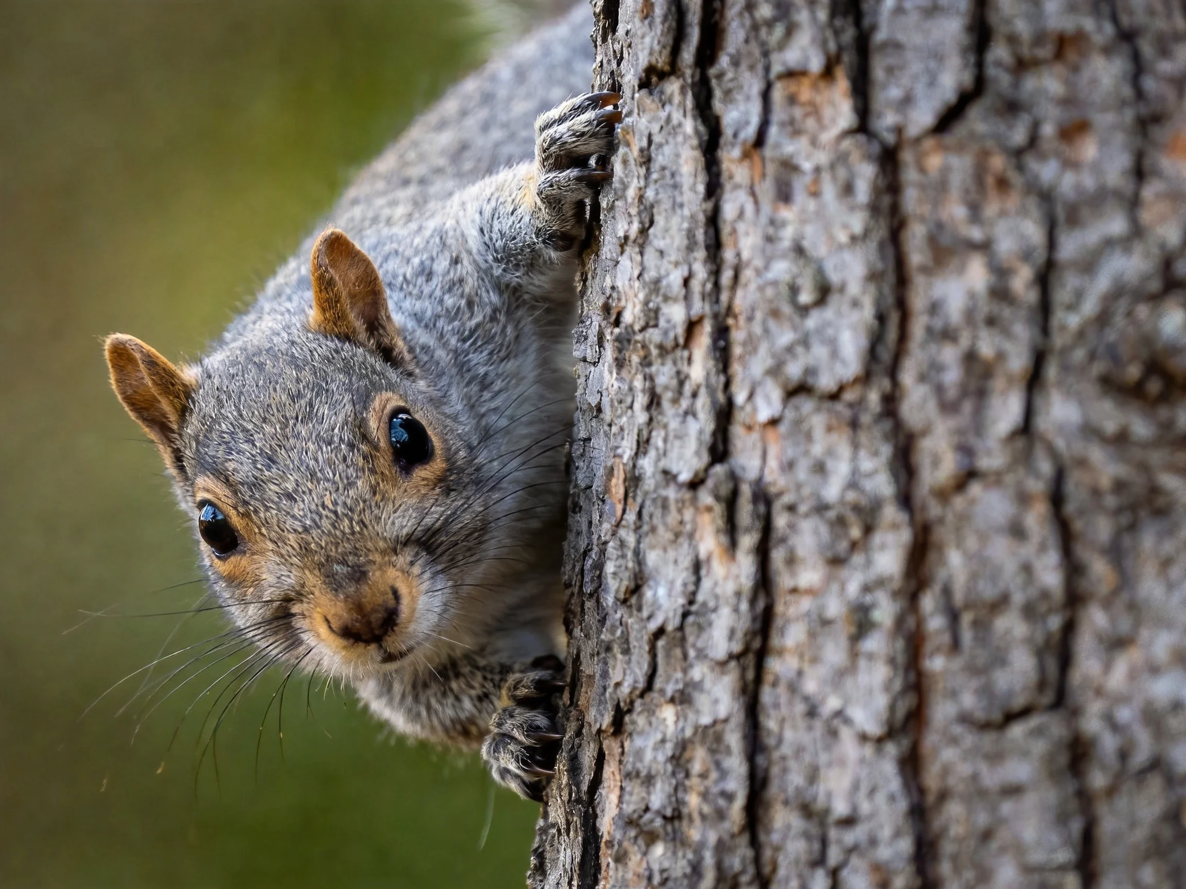 A curious gray squirrel peeks from behind a textured tree trunk
