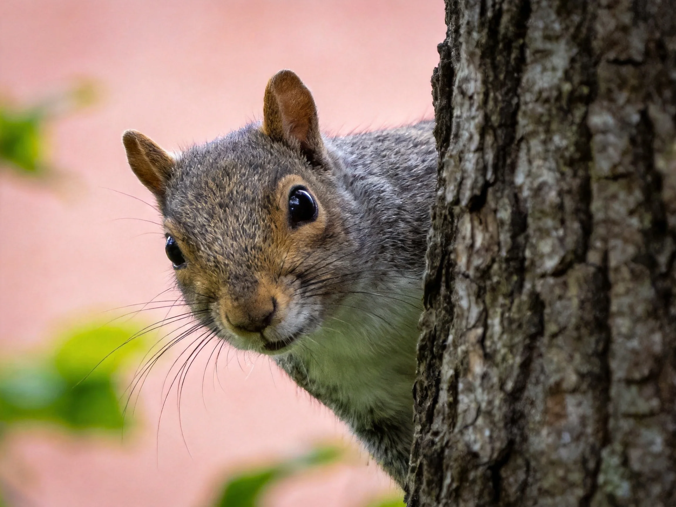 A curious gray squirrel peeks from behind a textured tree trunk
