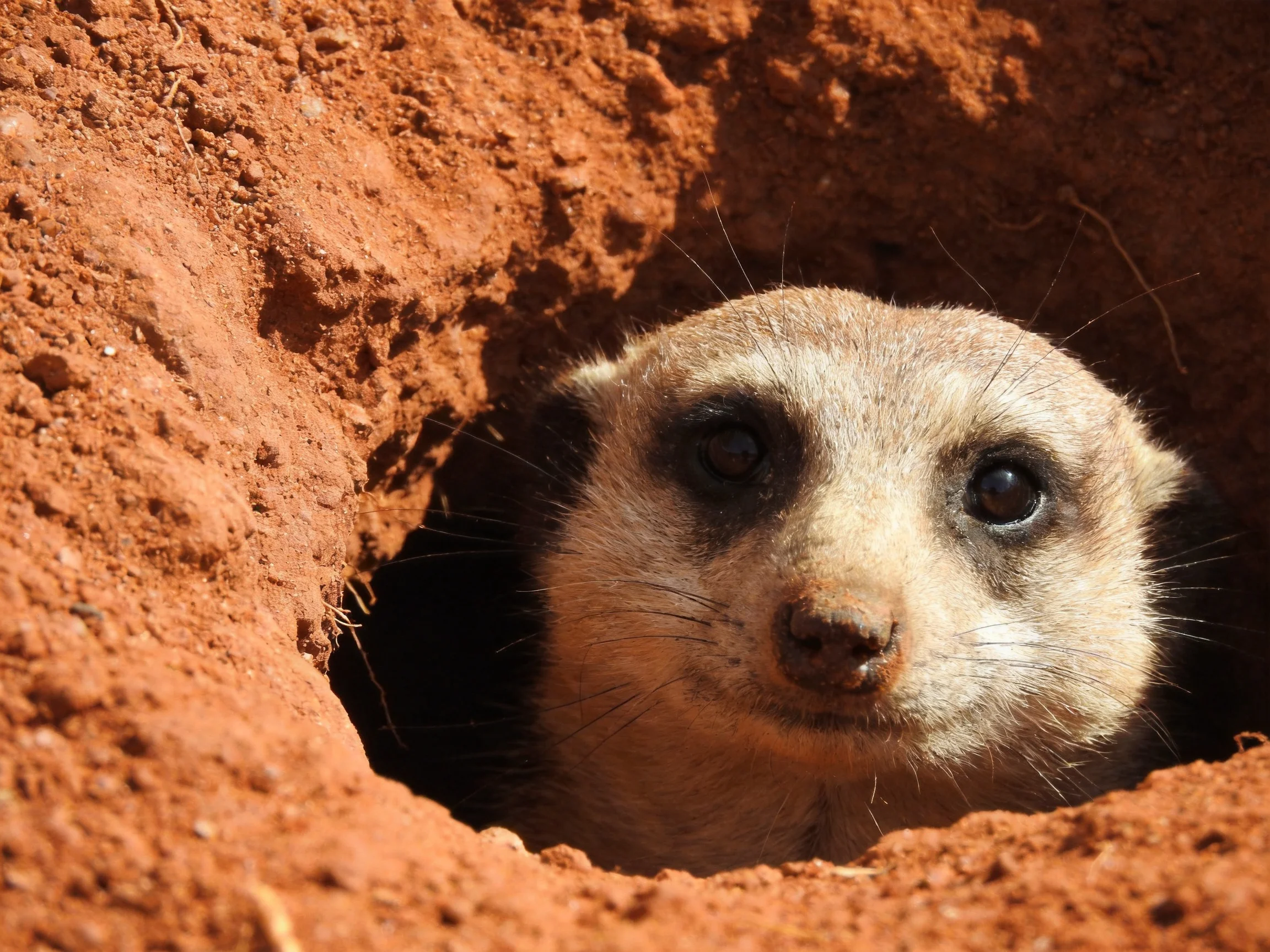 A curious meerkat peeks from a deep reddish-brown earth burrow