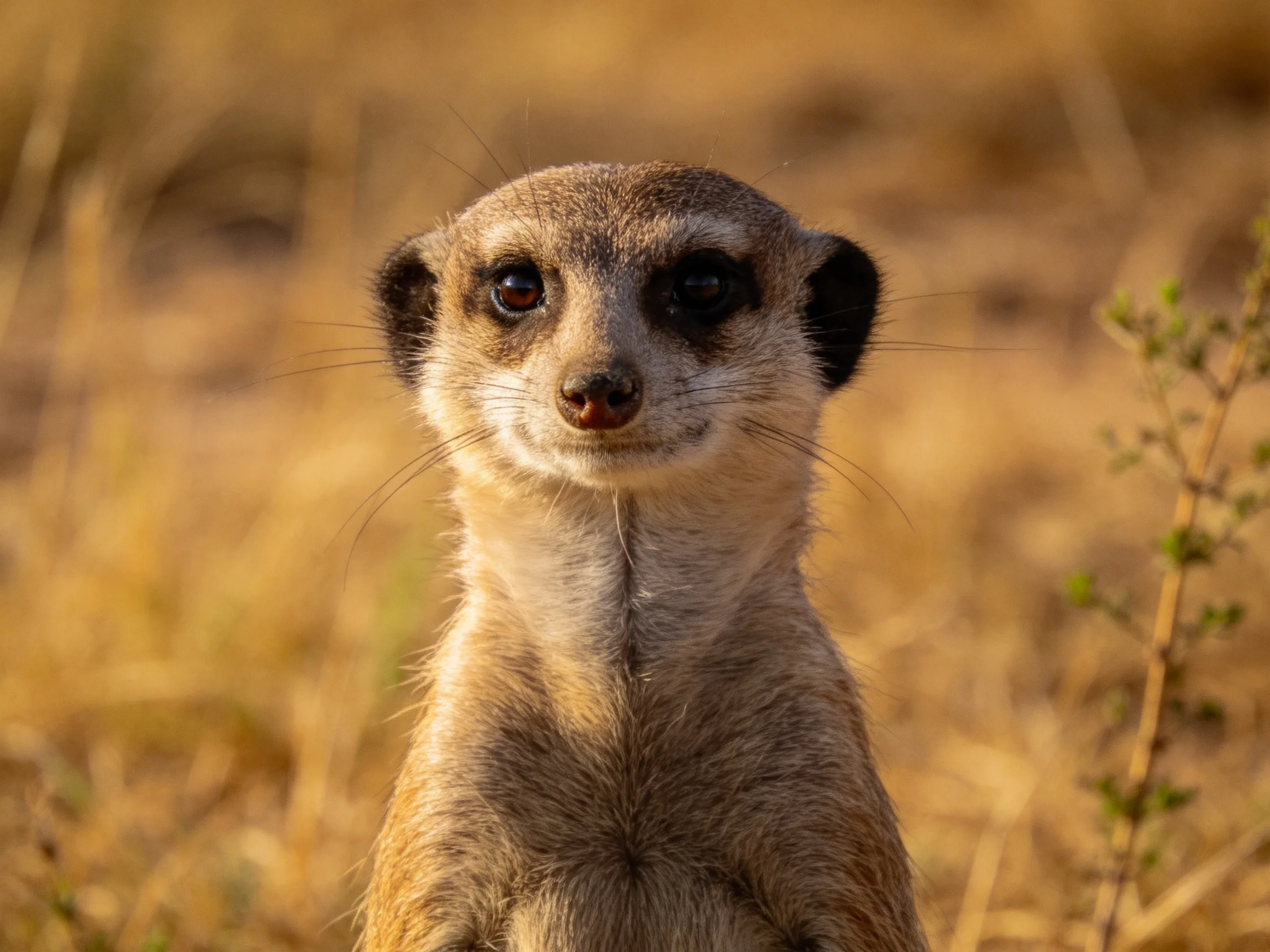A curious meerkat stands alert in golden savannah grass
