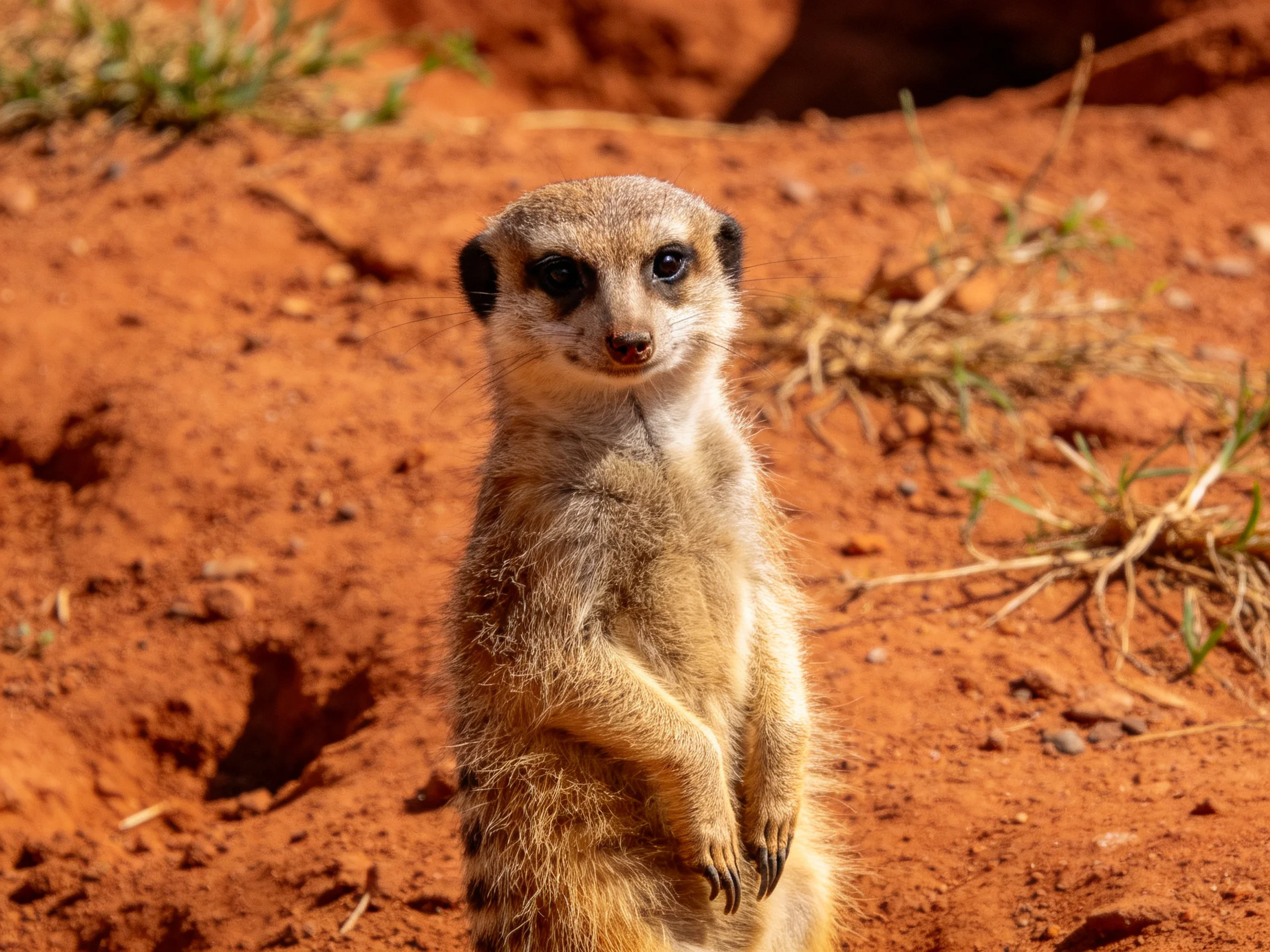 A curious meerkat stands on reddish earth near sparse vegetation