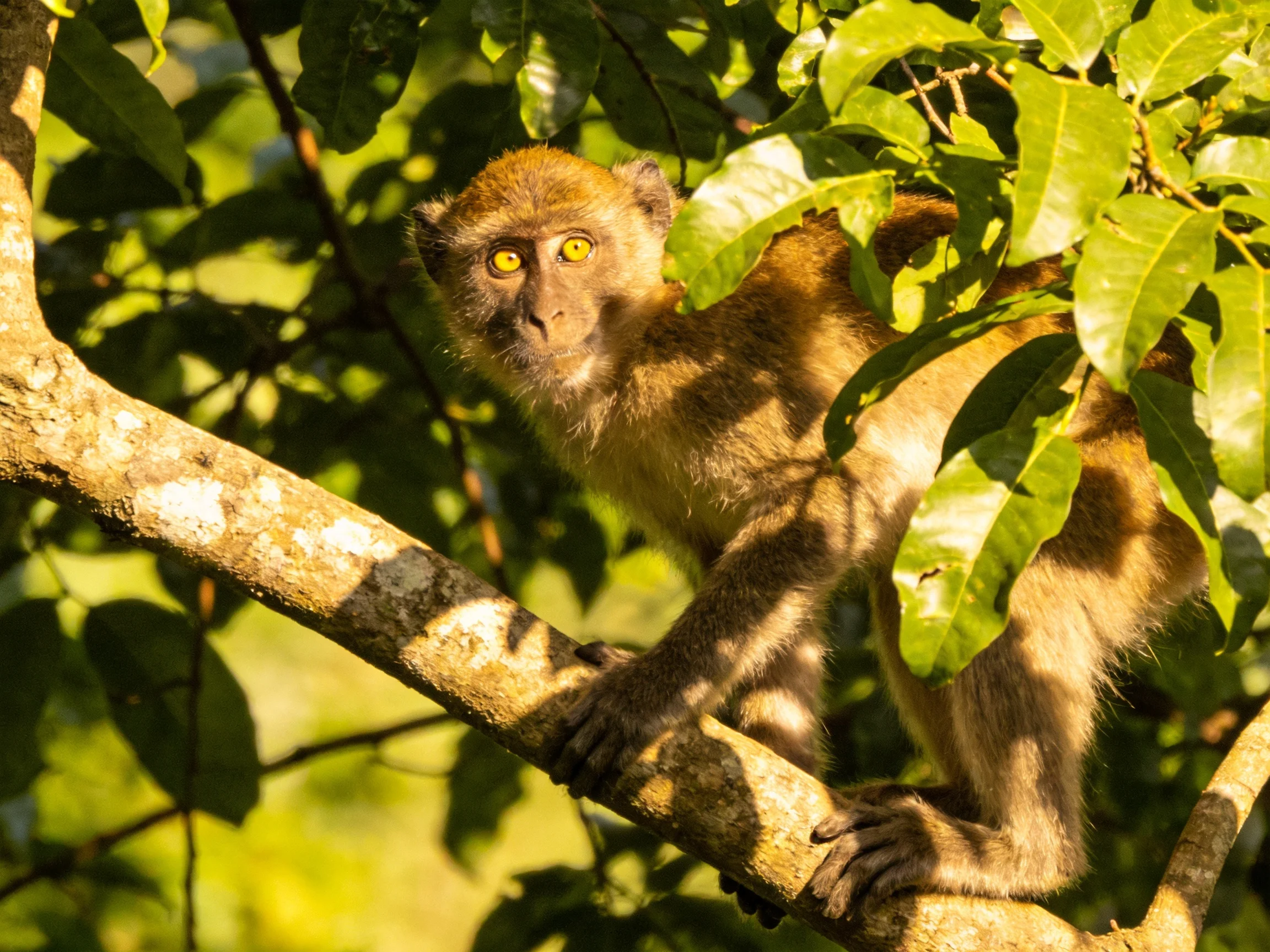 A curious monkey with golden eyes perched on a mossy branch
